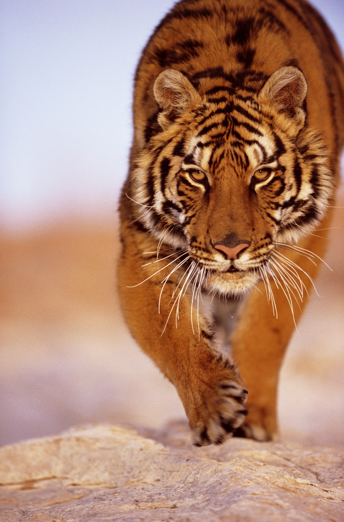 Il morso fatale di una tigre, un triste promemoria che allerta verso gli zoo