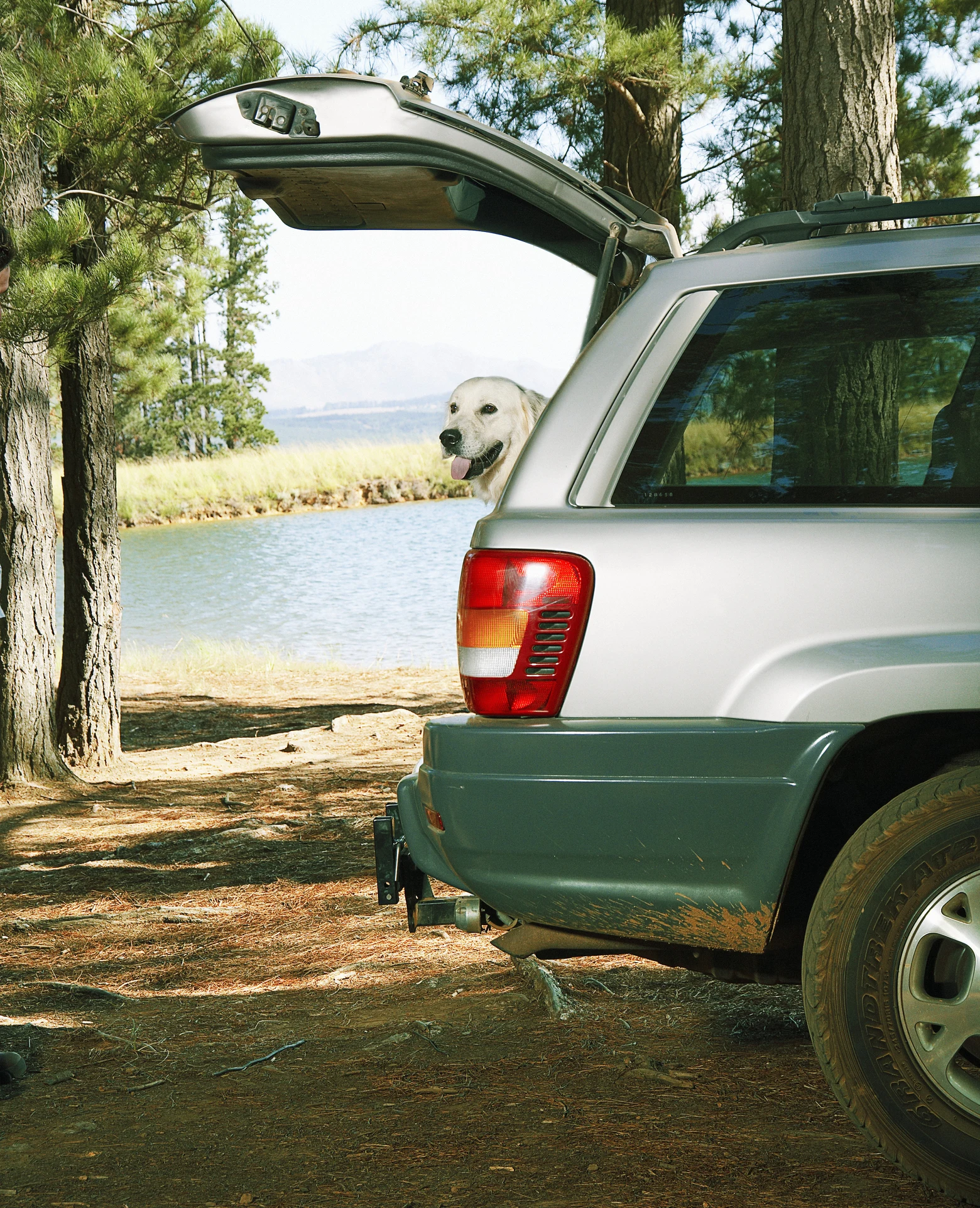 What to do if you see a dog trapped in a hot car