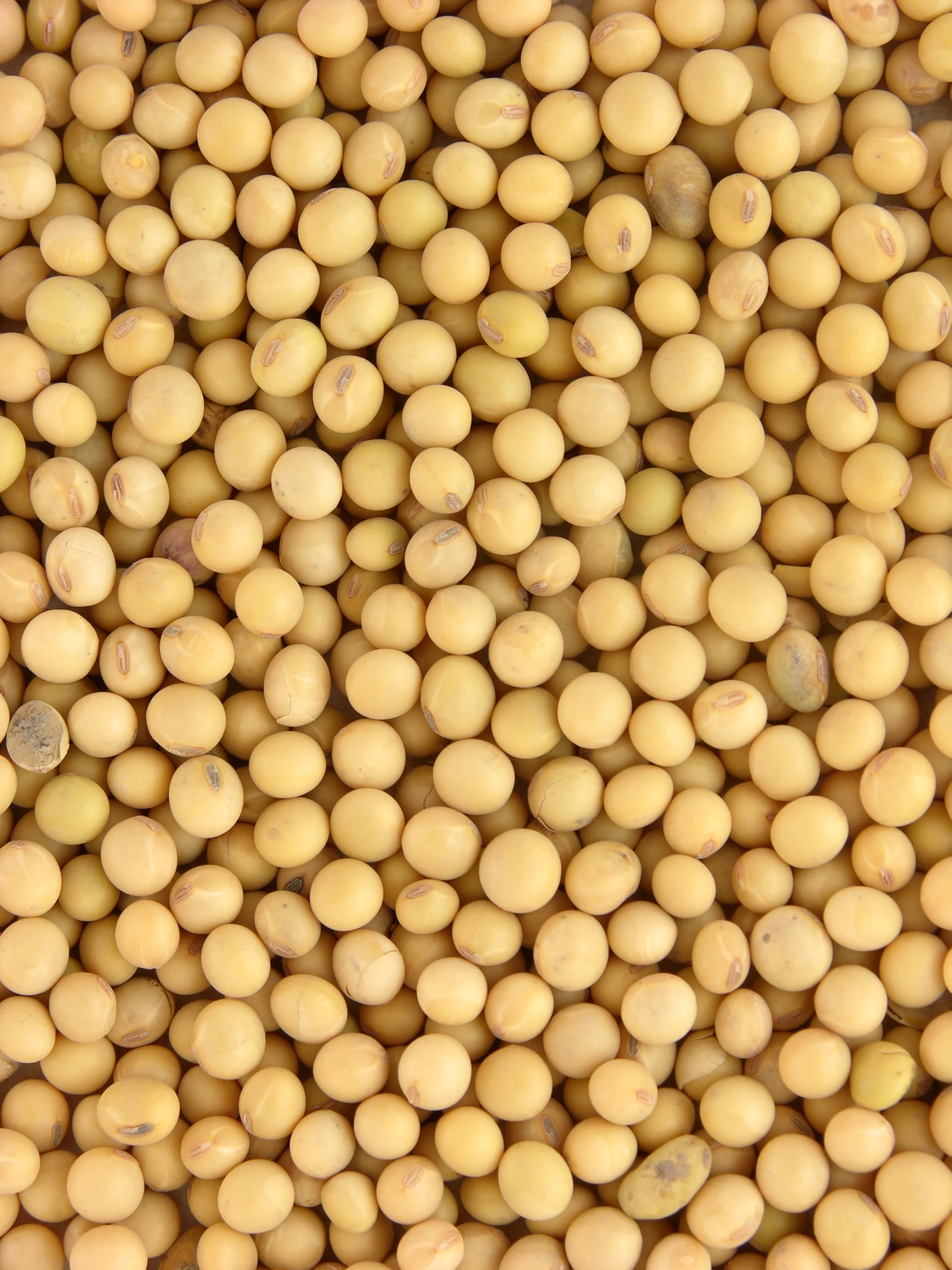 Soja: cómo consumirla saludablemente