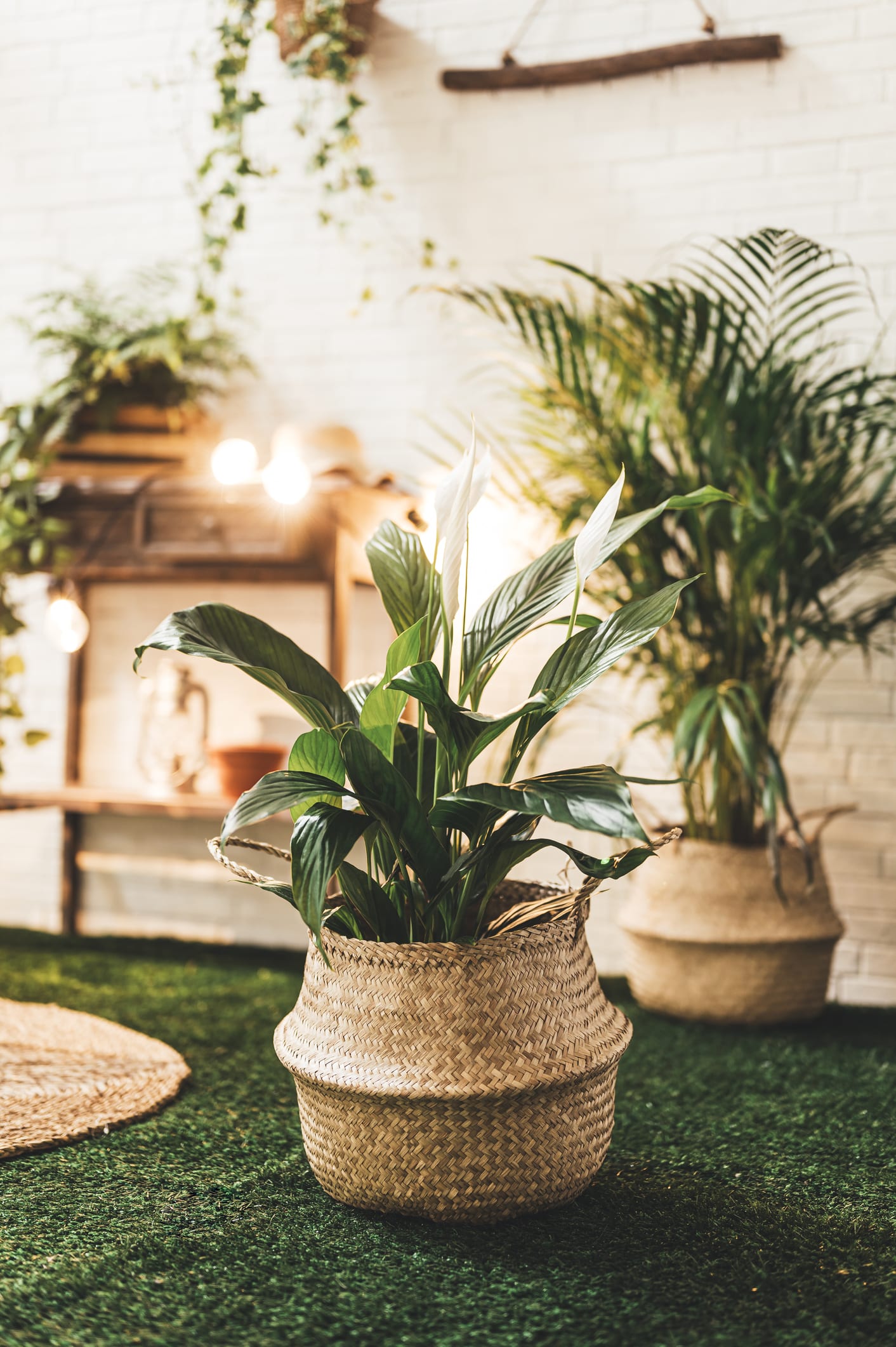 Hack shows how to keep your plants watered while you're on holiday