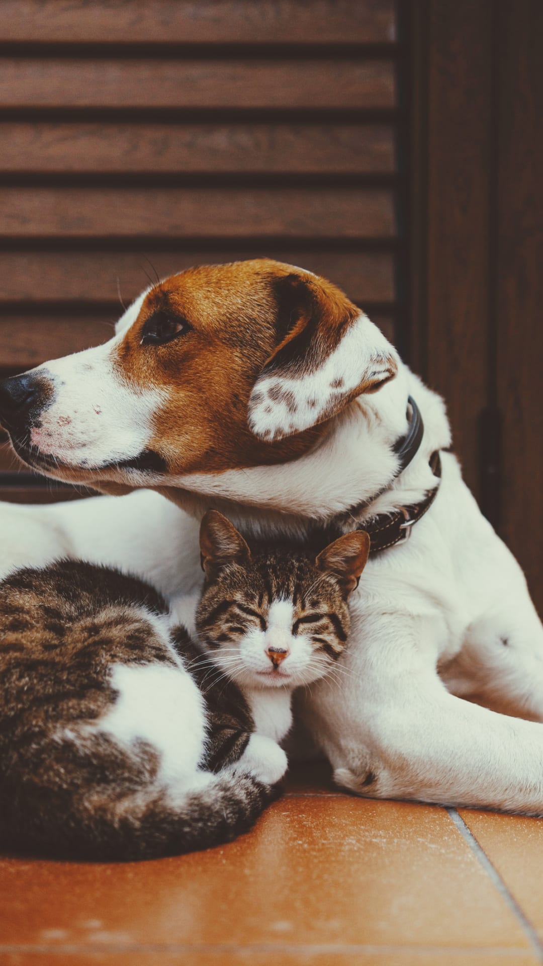 21 Dogs That Get Along with Cats