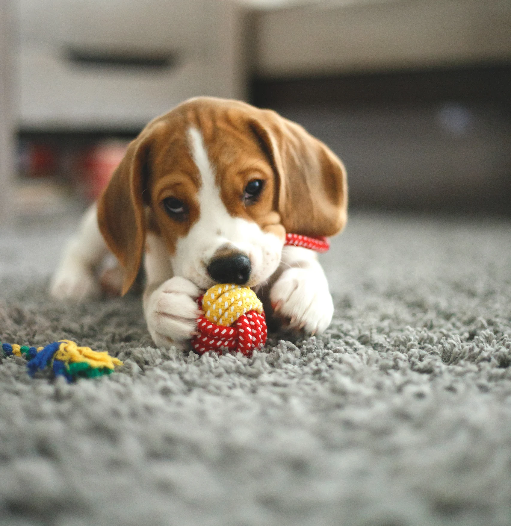 Fable's dog toys merge enrichment and aesthetic, but are they worth the money?