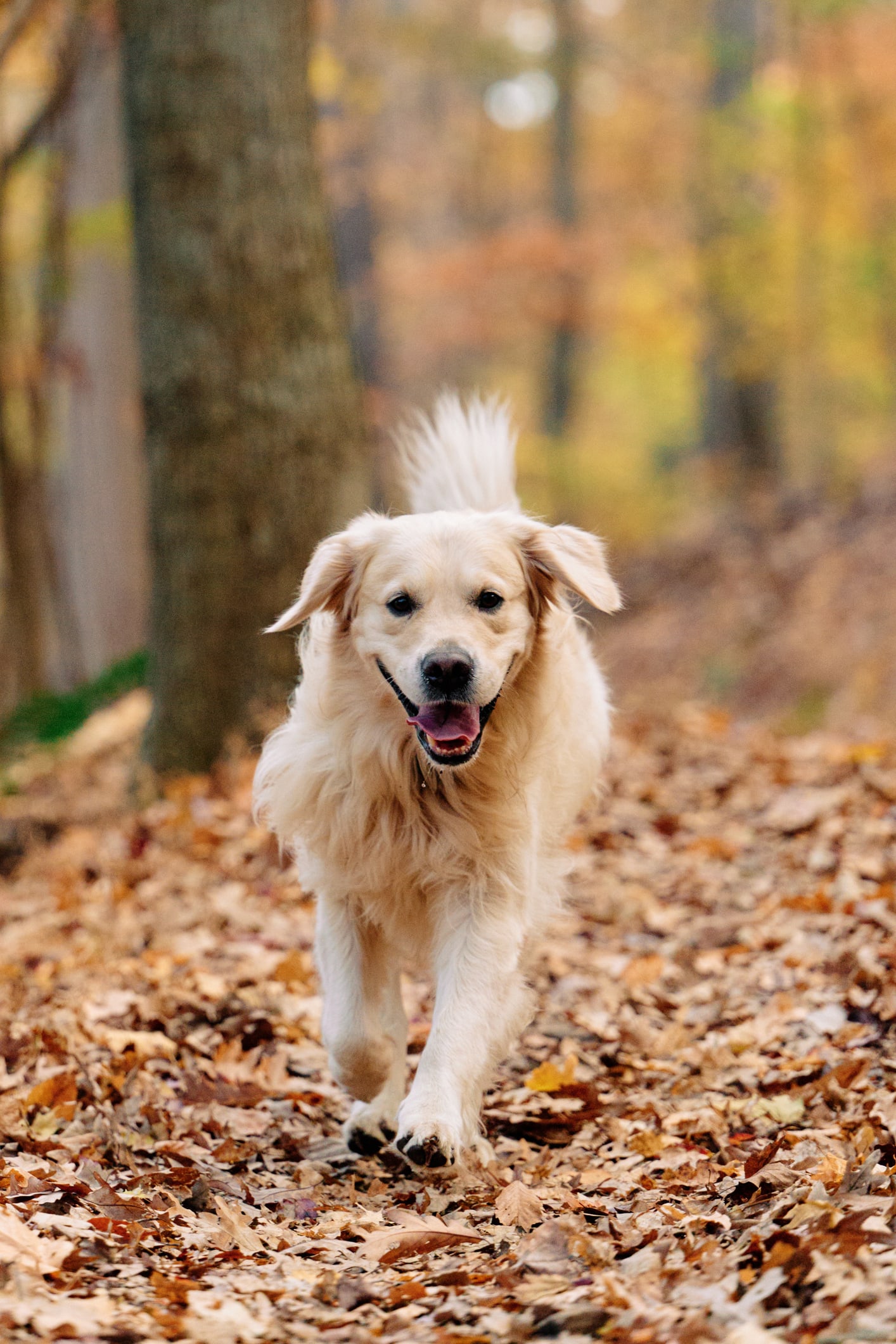 น่ารักหนักมาก! เบบี้โกลเด้นโดนตำรวจจับกุม ข้อหาสุนัขพลัดหลง ลูกน้องใครหาย..มารับตัวด่วน!