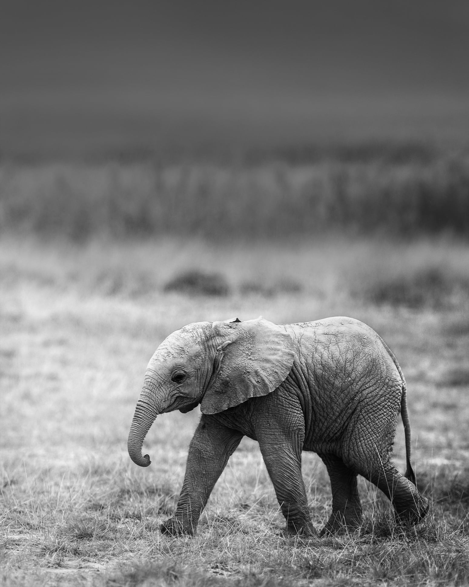 Cuộc giải cứu kịch tính voi con rơi xuống hố thoát nước ở Thái Lan