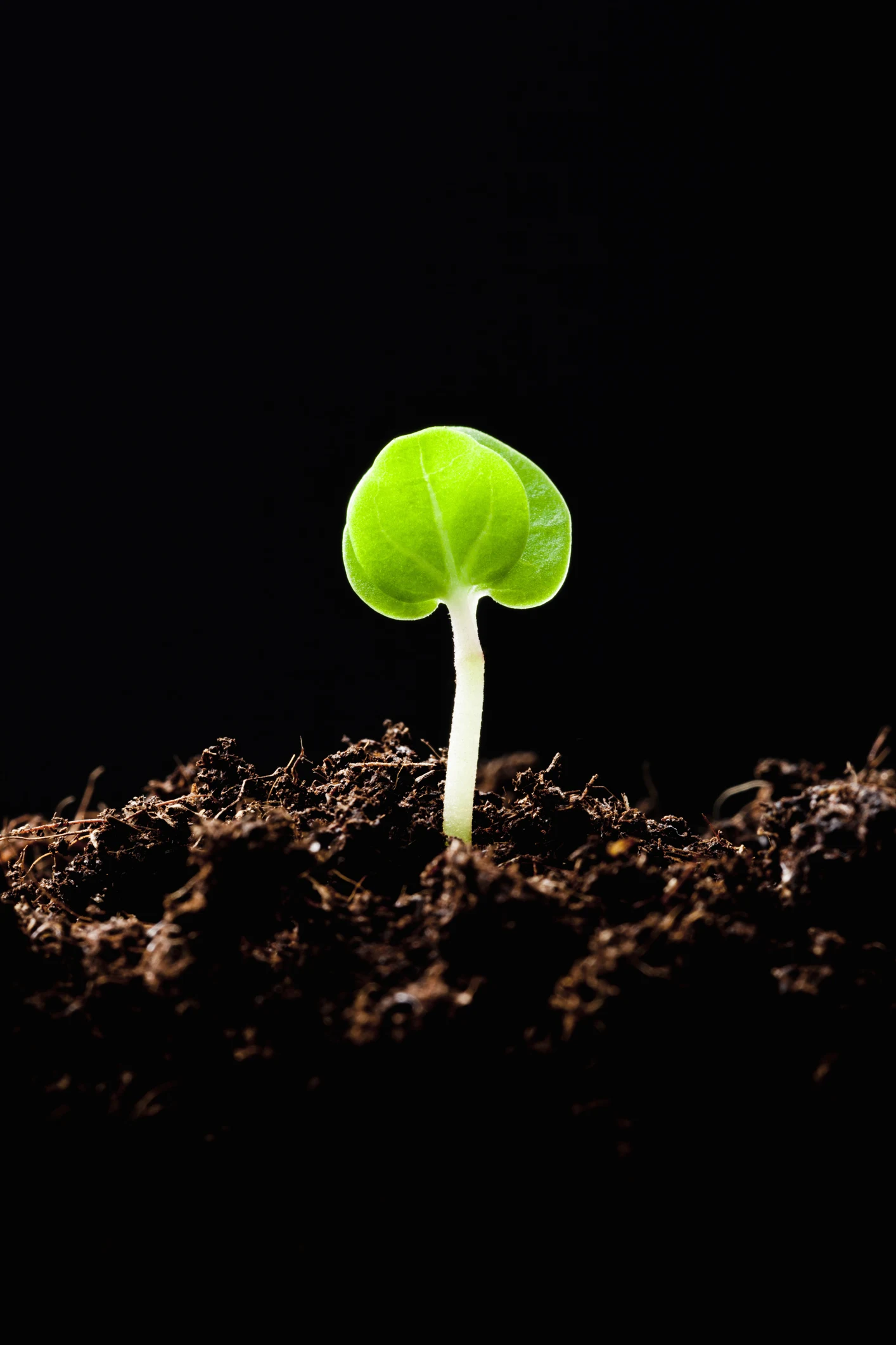 Biologists May Have Solved a 30-Year-Old Mystery on Why Touch Stresses Plants Out