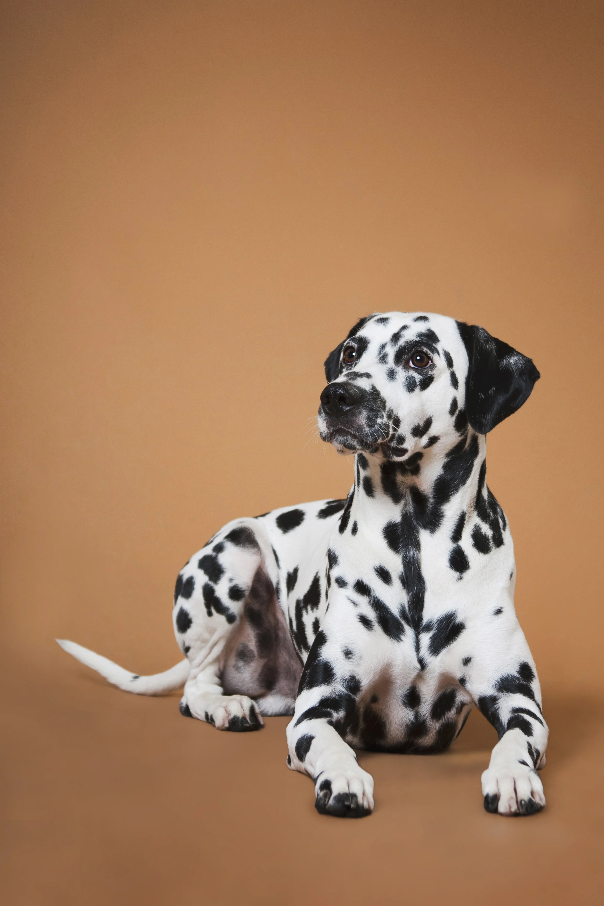 Fuertes y cariñosos, algunas características de los perros dálmata