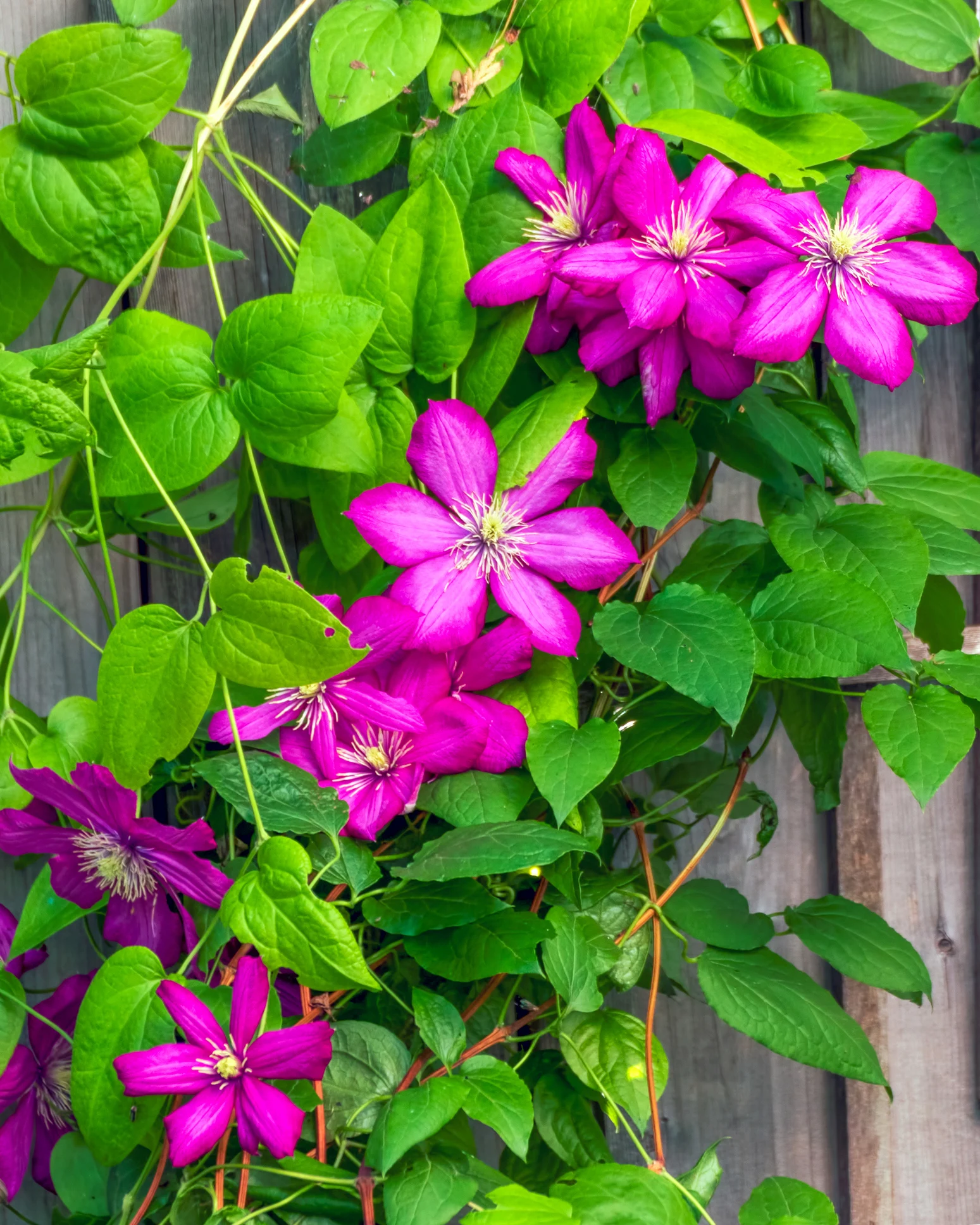 The most common flowers in the Queen's private gardens