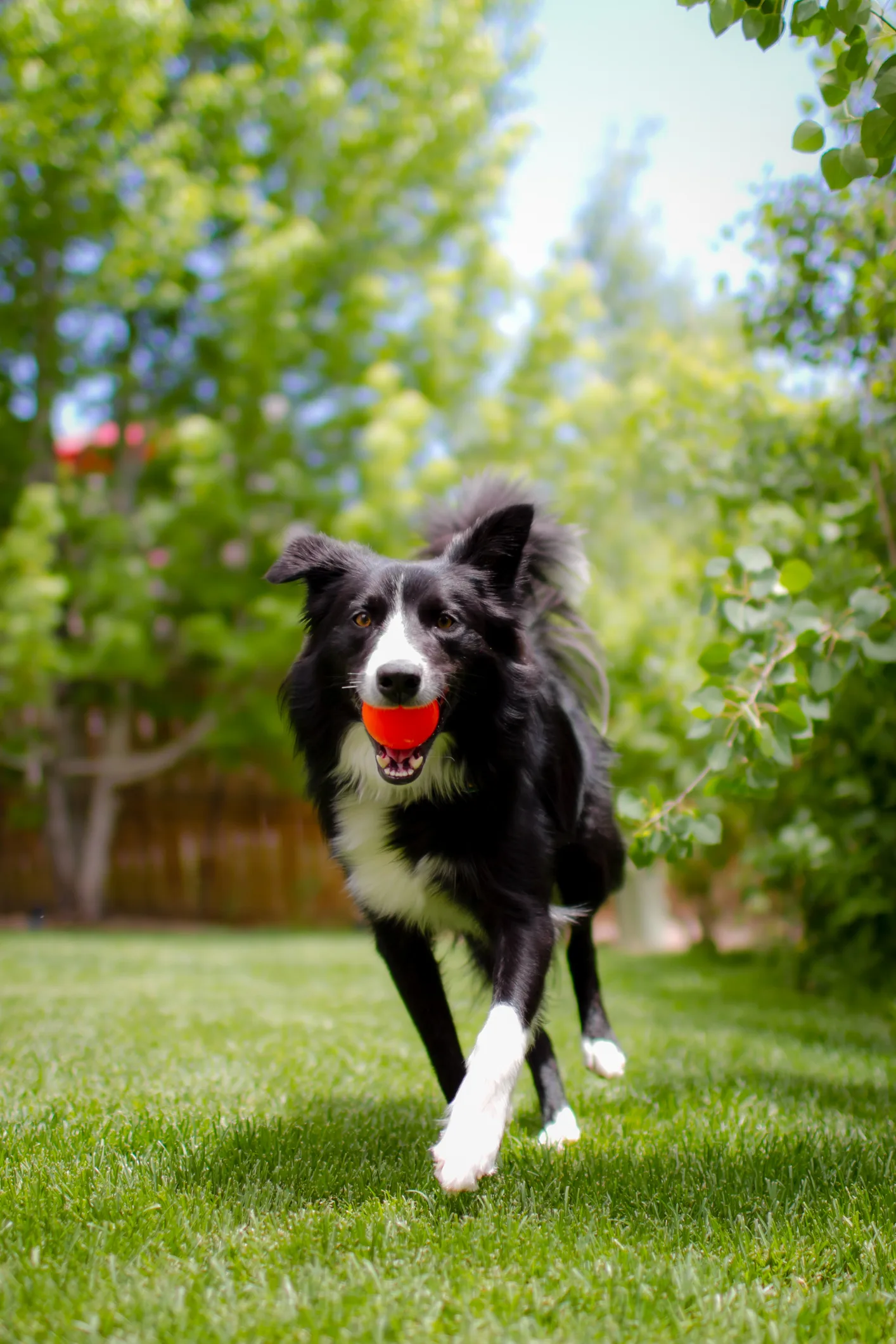 Jugar a la pelota con el perro, una actividad con muchos beneficios y algunos peligros que es importante evitar