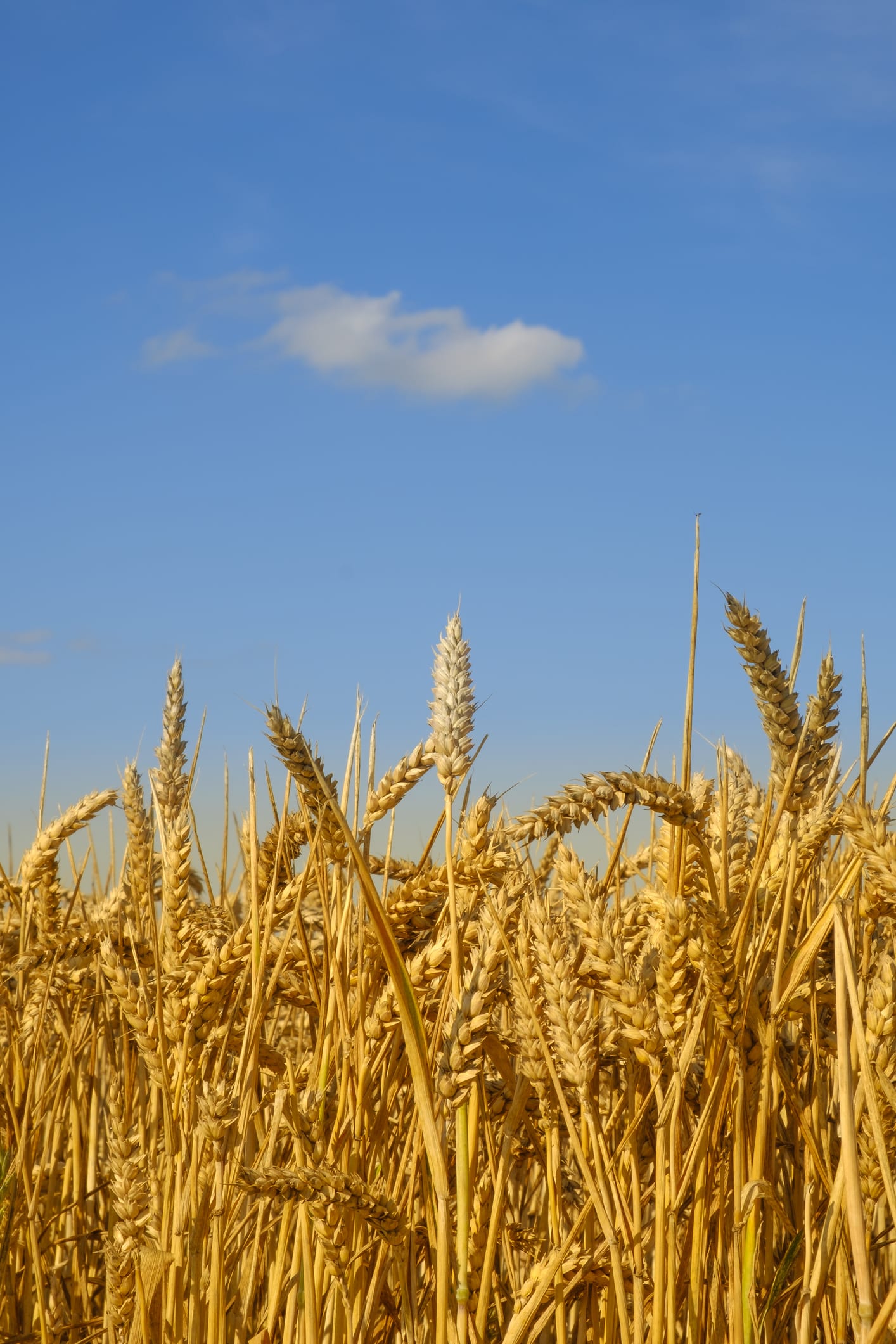 Der Krieg ist nur die Spitze des Eisbergs: Warum wird denn unser Essen immer teurer?