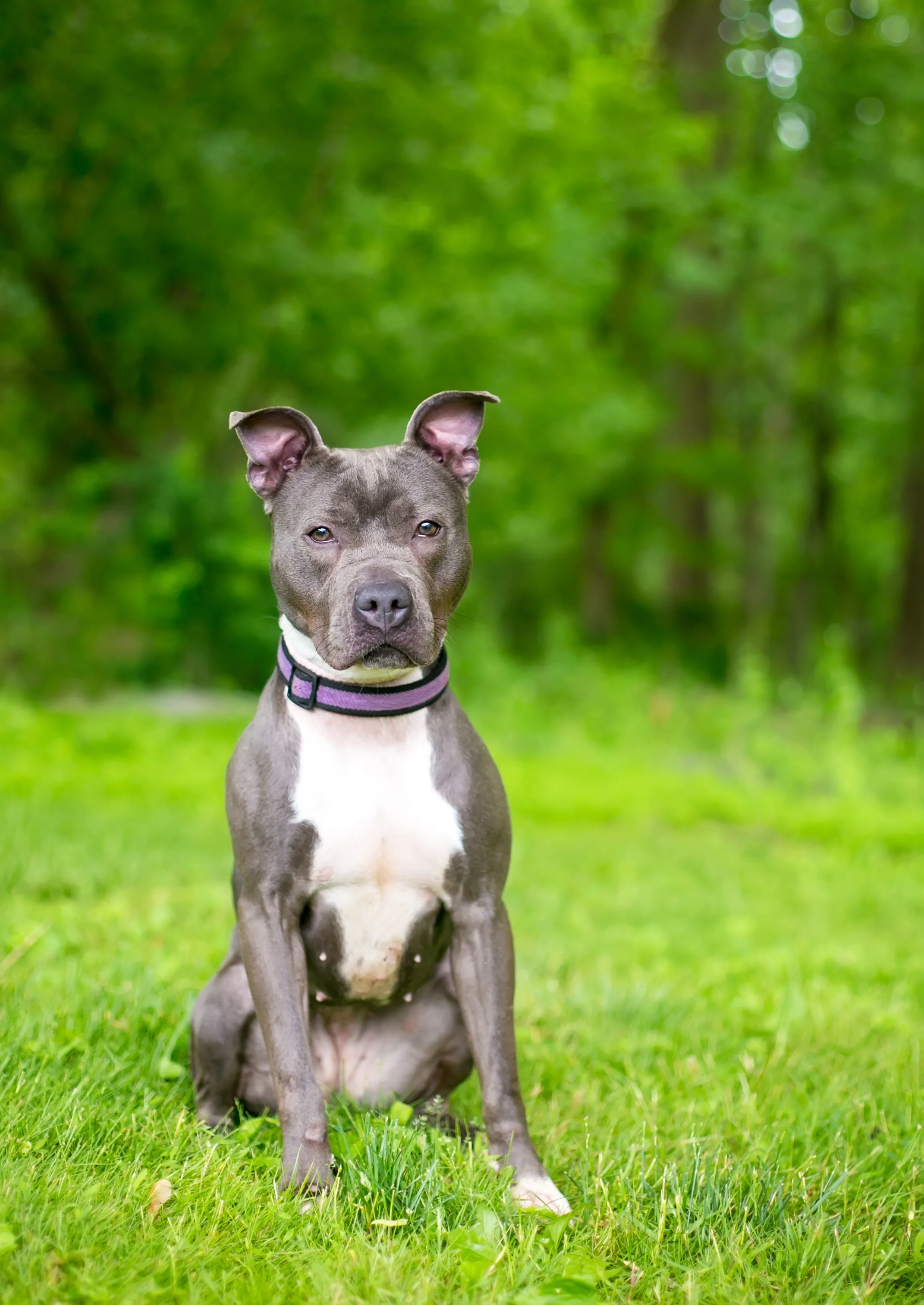 Abused pit bull who chewed off her own LEG after she was left tied up for weeks without food or water is given a new home by loving owners, who 'intend to spoil her rotten'