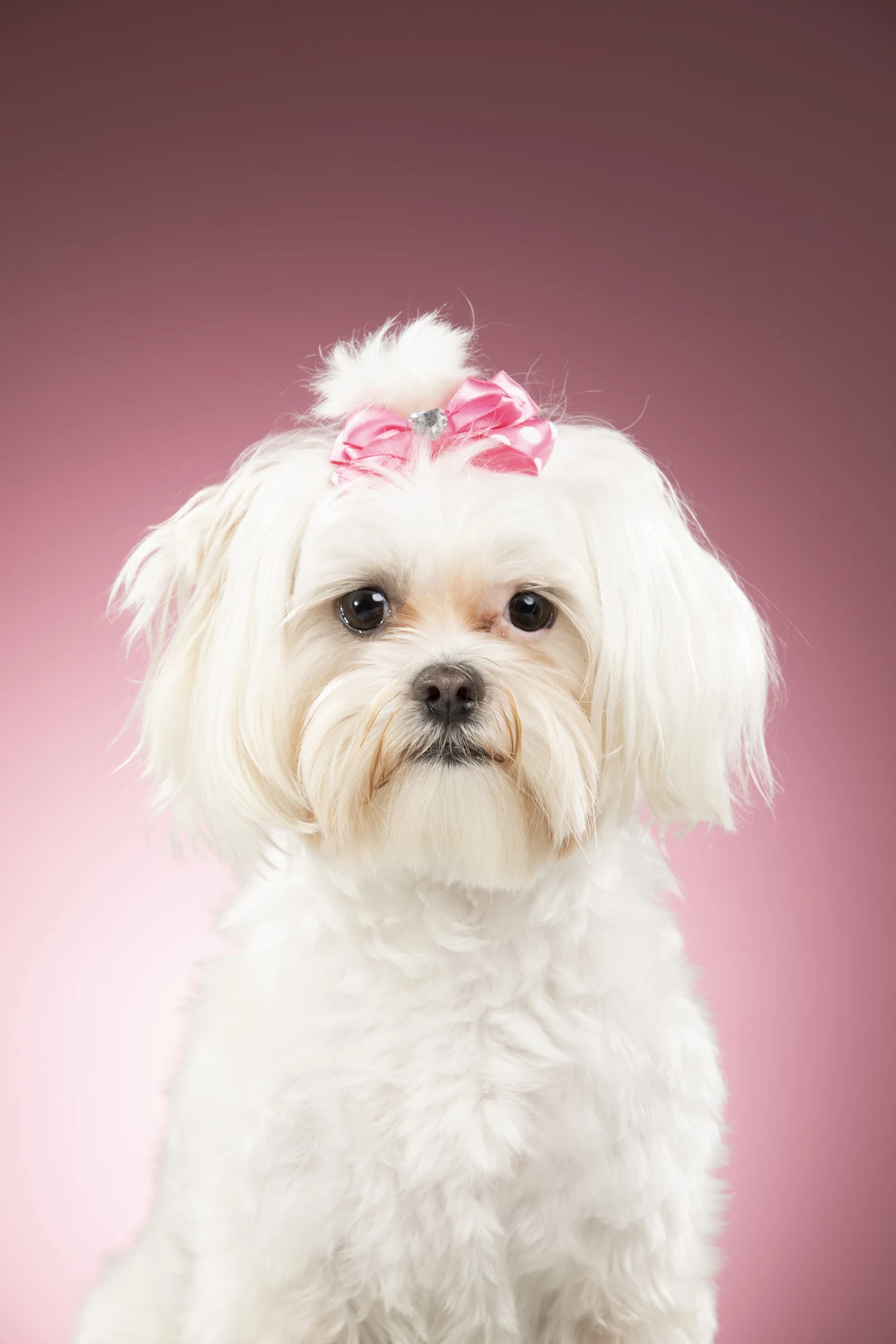 Estos son los 3 problemas que tienen los perros de raza pequeña