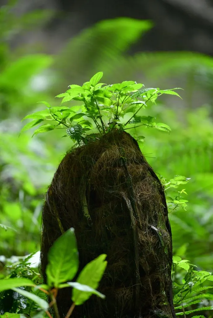 Scoperta in Cina un’antica foresta nascosta: è dentro una voragine profonda 192 metri e potrebbe ospitare un tesoro di biodiversità