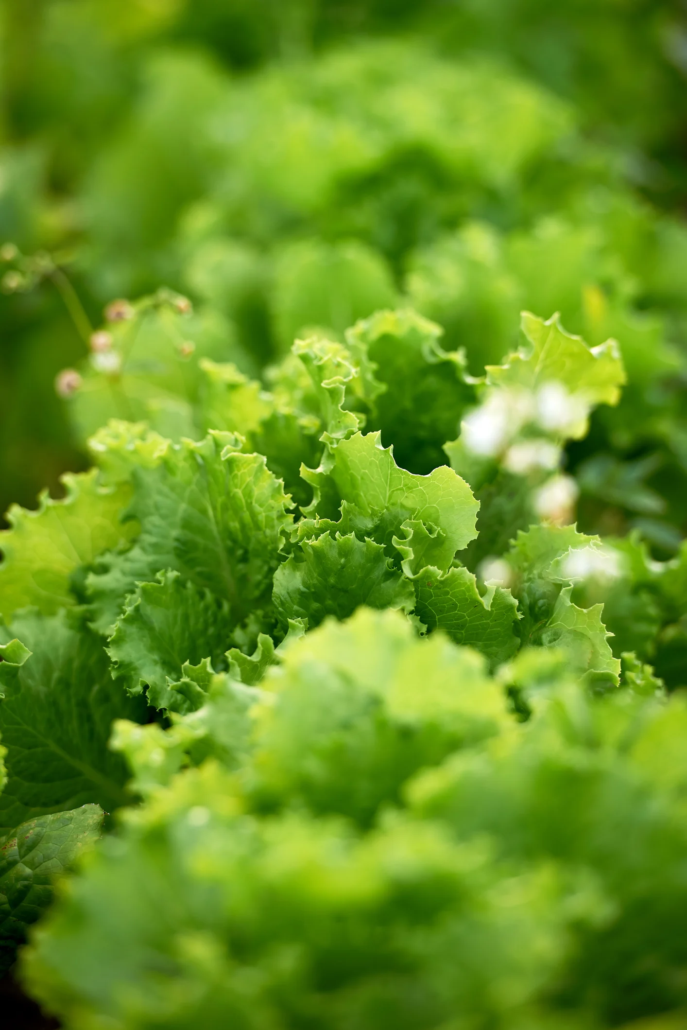 El mejor tip para mantener la lechuga fresca y crujiente hasta por un mes