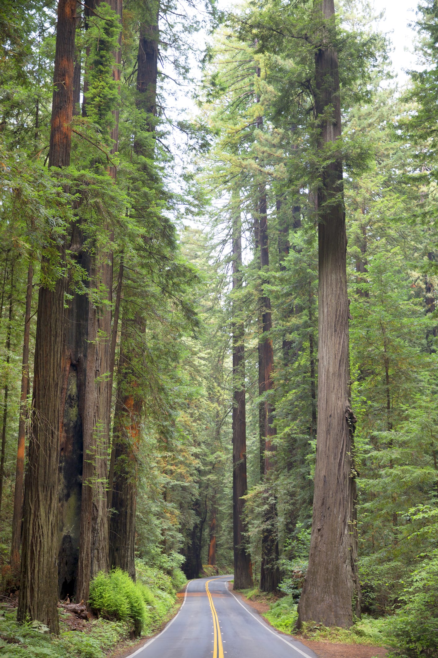 Redwoods: la joya de la costa norte de California