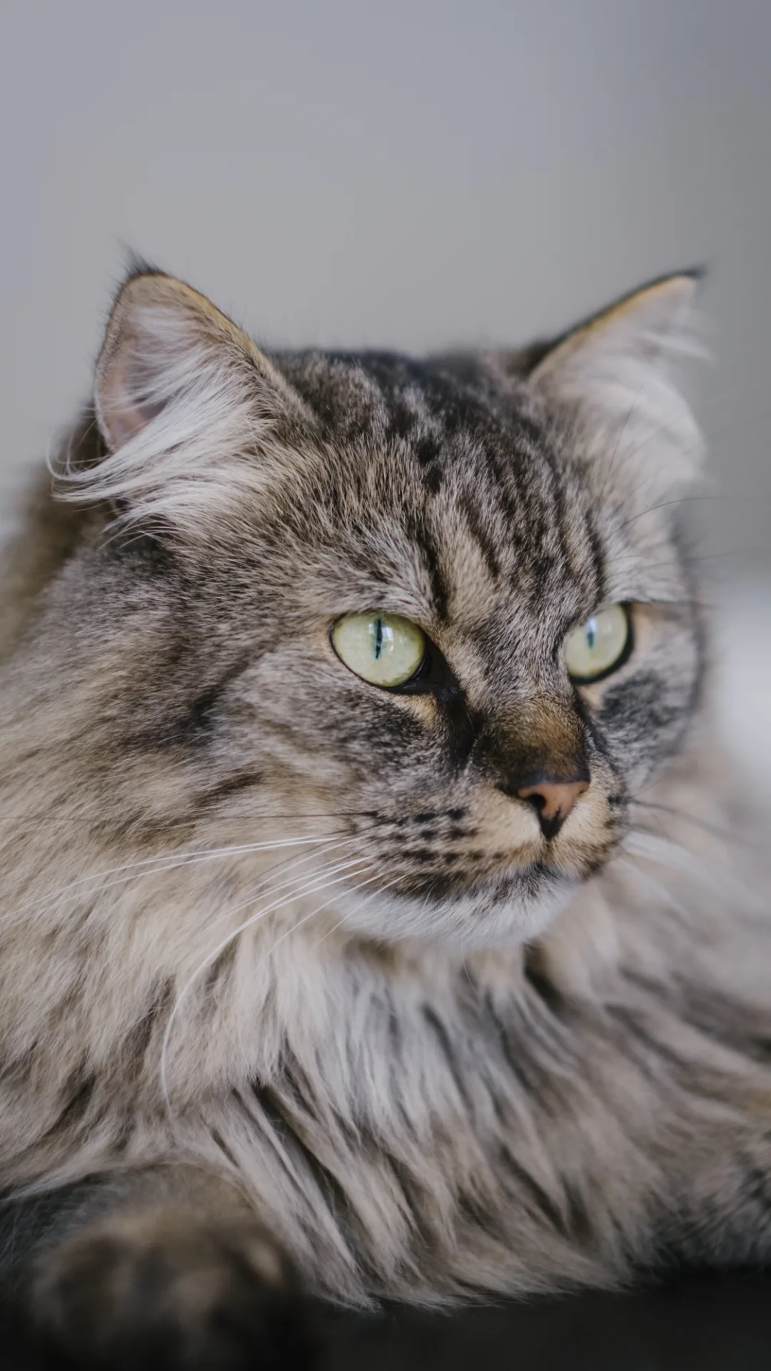 Golden ratio reveals most beautiful cat breed to be Norwegian Forest