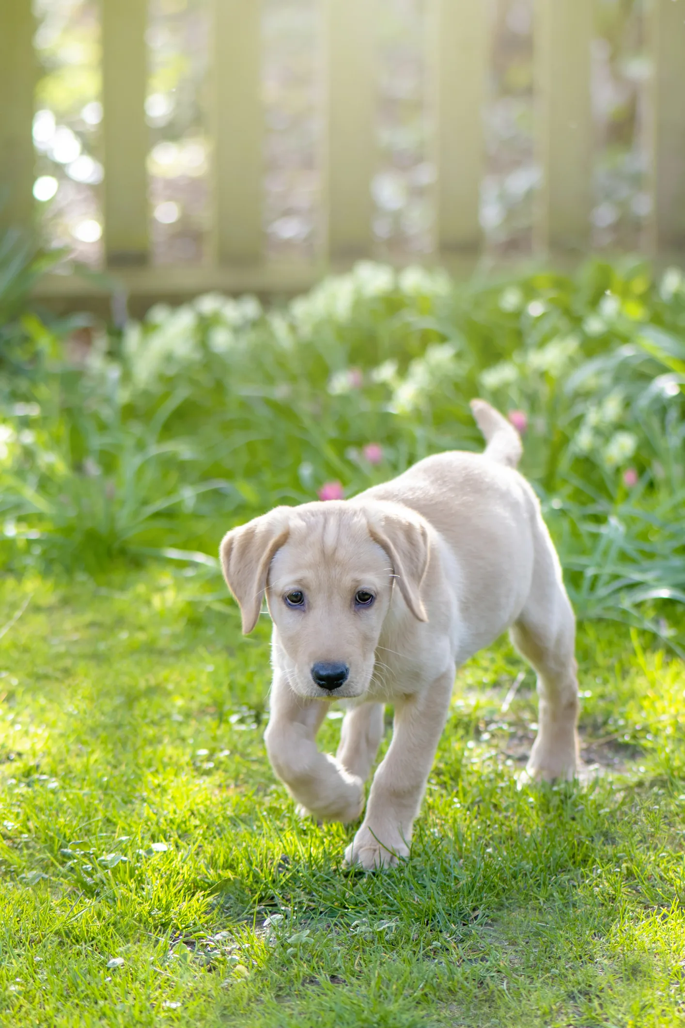 How to stop your puppy from chewing on your stuff