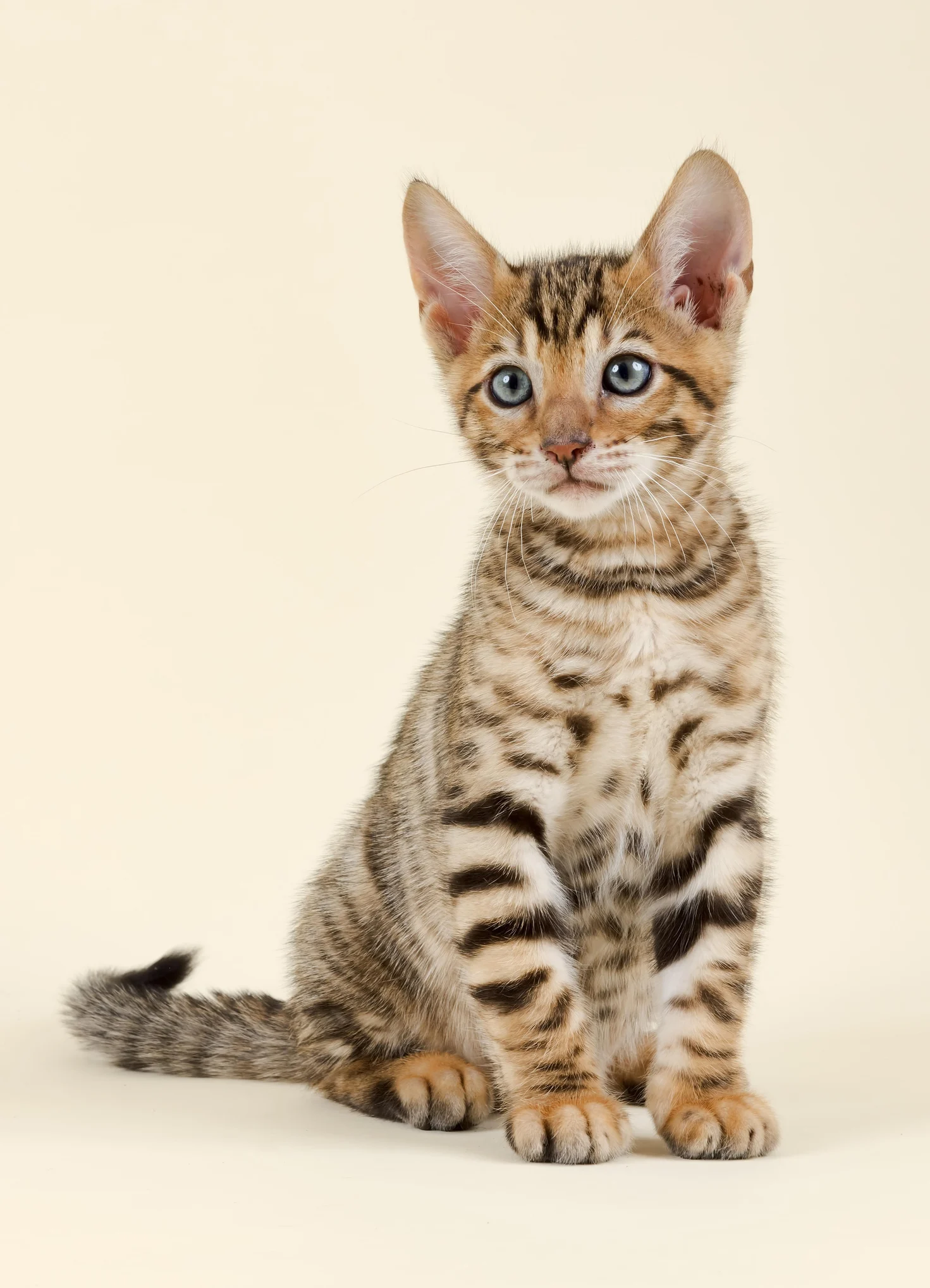 The 10 Most Expensive Cat Breeds in the World