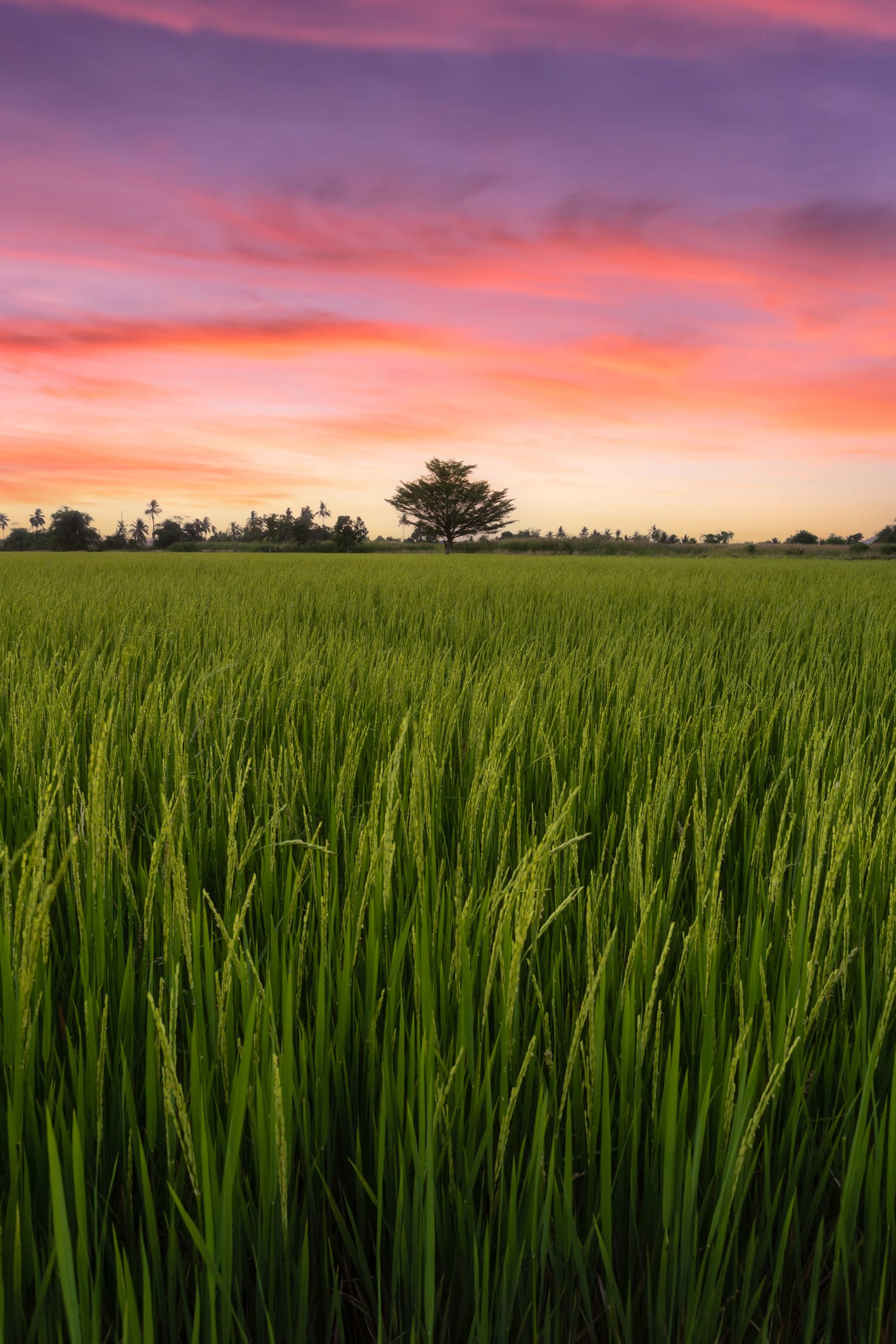 An Giang xây dựng và phát triển thương hiệu gạo quốc gia