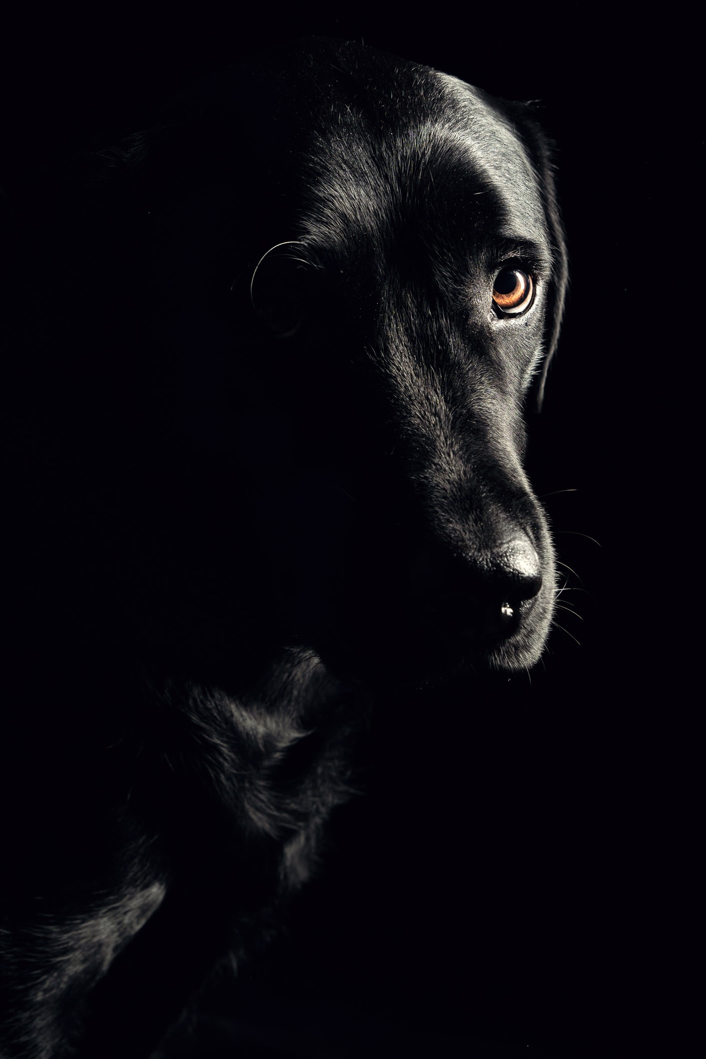 ¿Tienen los perros noción del tiempo?