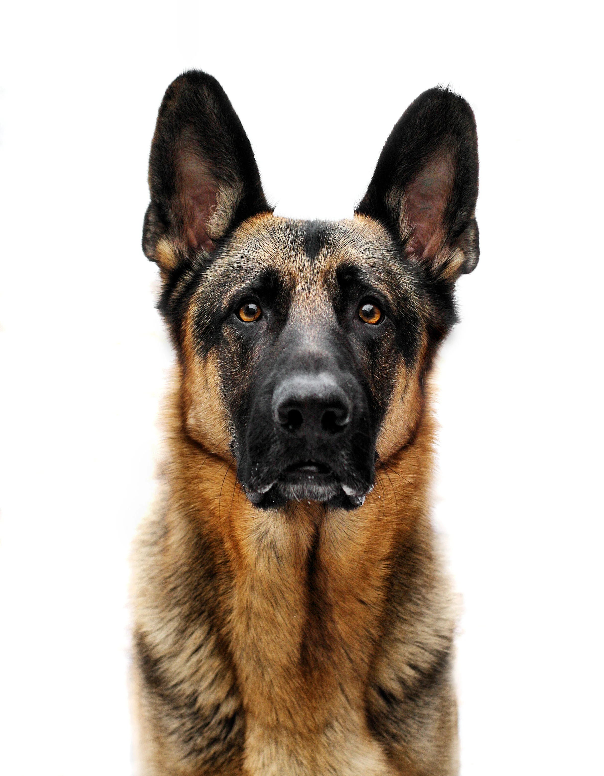 Estas son las 3 razas de perros más inteligentes