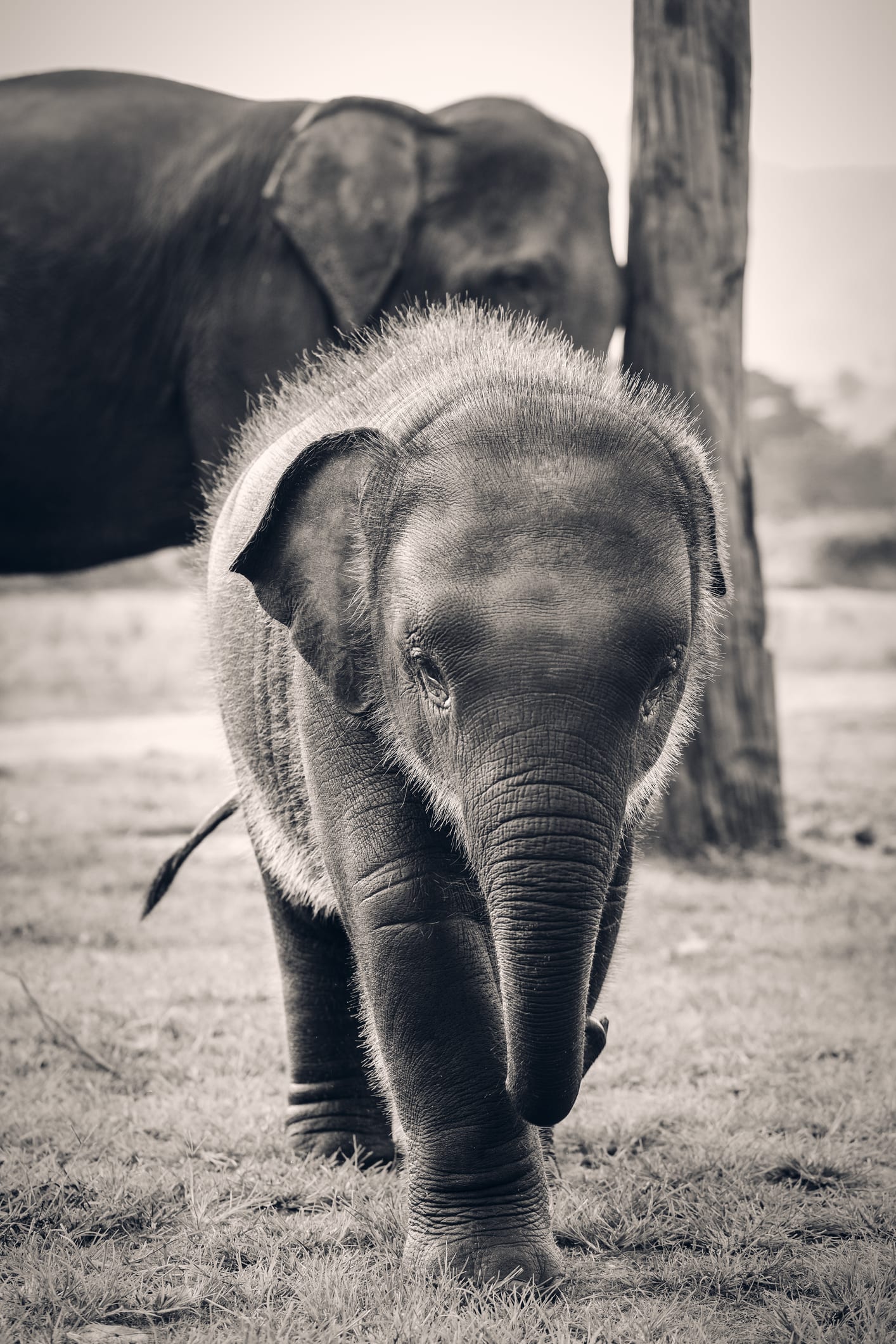 Cuộc giải cứu kịch tính voi con rơi xuống hố thoát nước ở Thái Lan