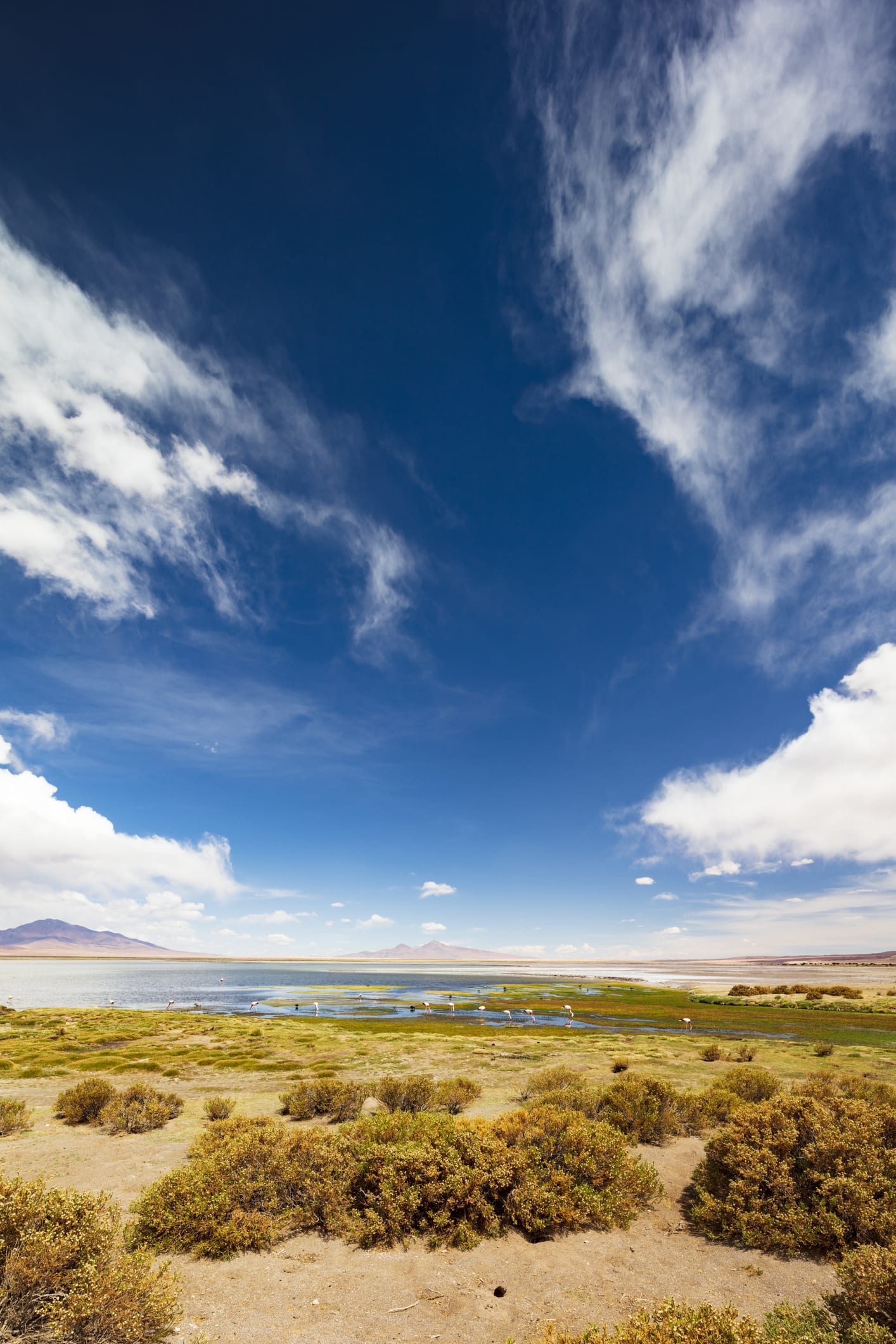Exóticos vinos se esconden en las alturas del Desierto de Atacama en Chile