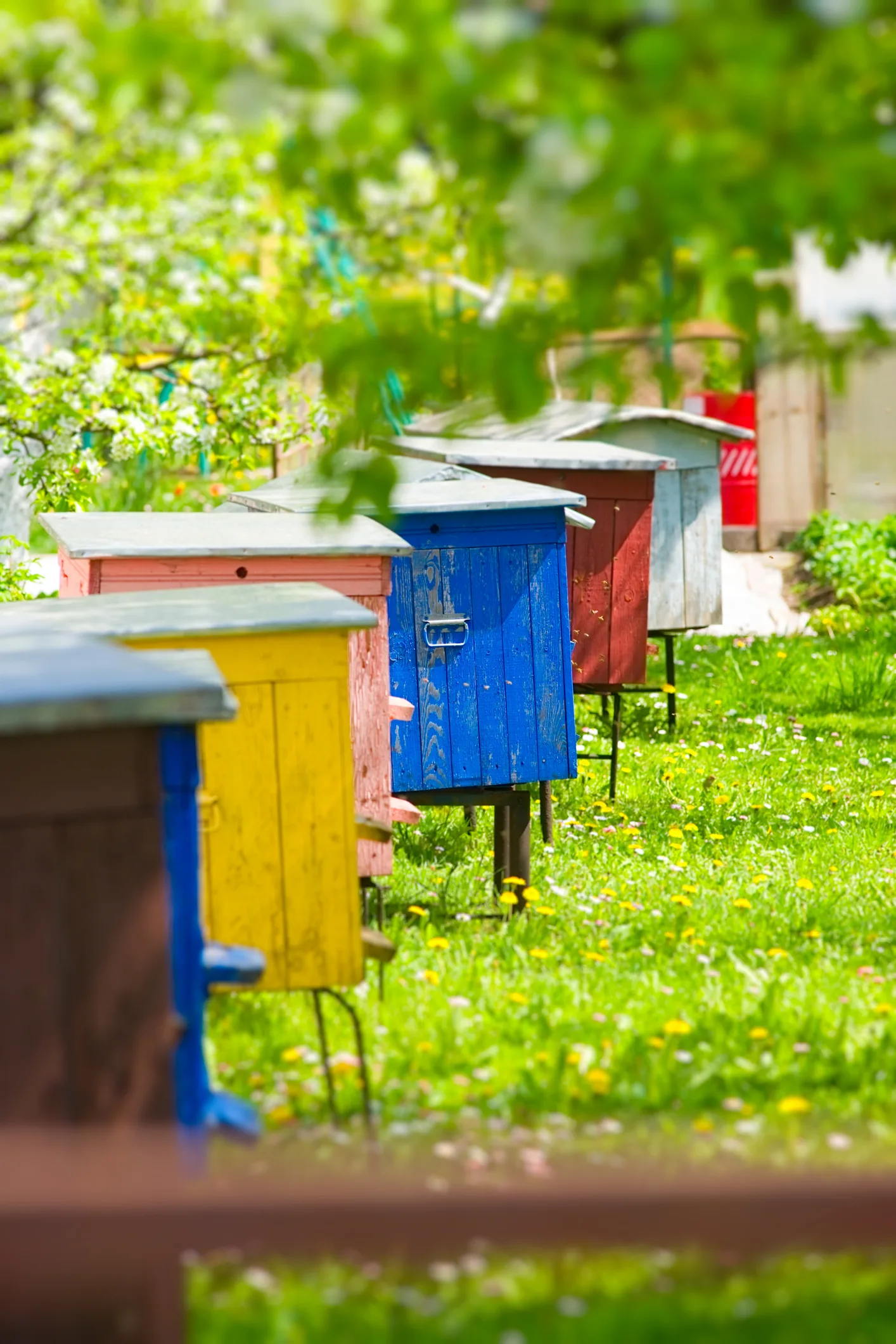 Anche le api urlano per segnalare il pericolo