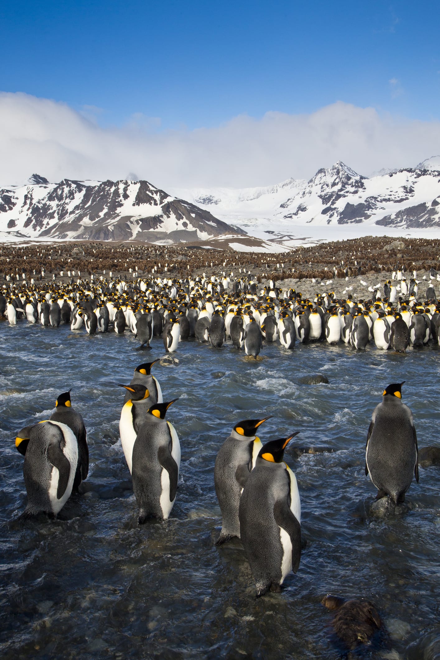 Sterminio dei gatti rinselvatichiti sulle isole Kerguelen per salvare la biodiversità