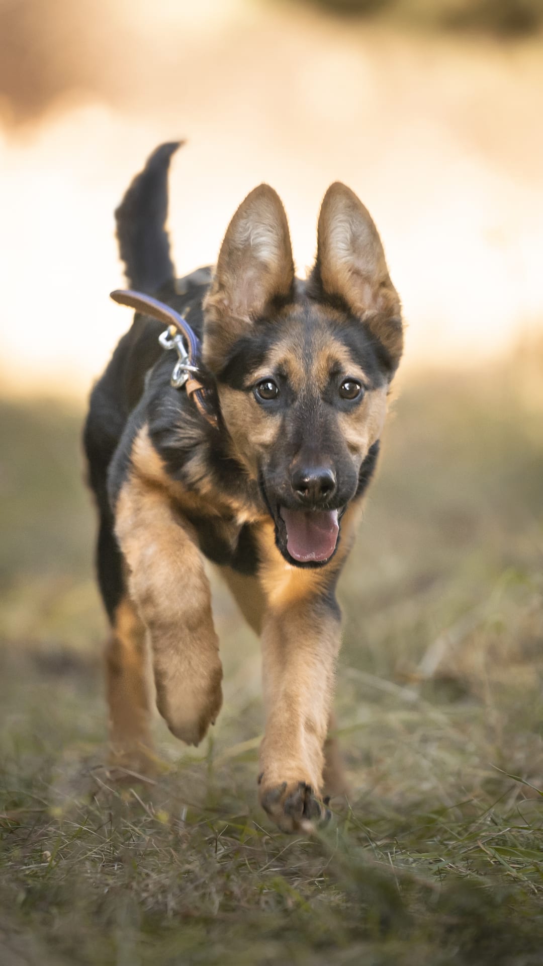 ¿Sólo mi perro necesita entrenamiento o también yo necesito saber más para entrenarlo bien?