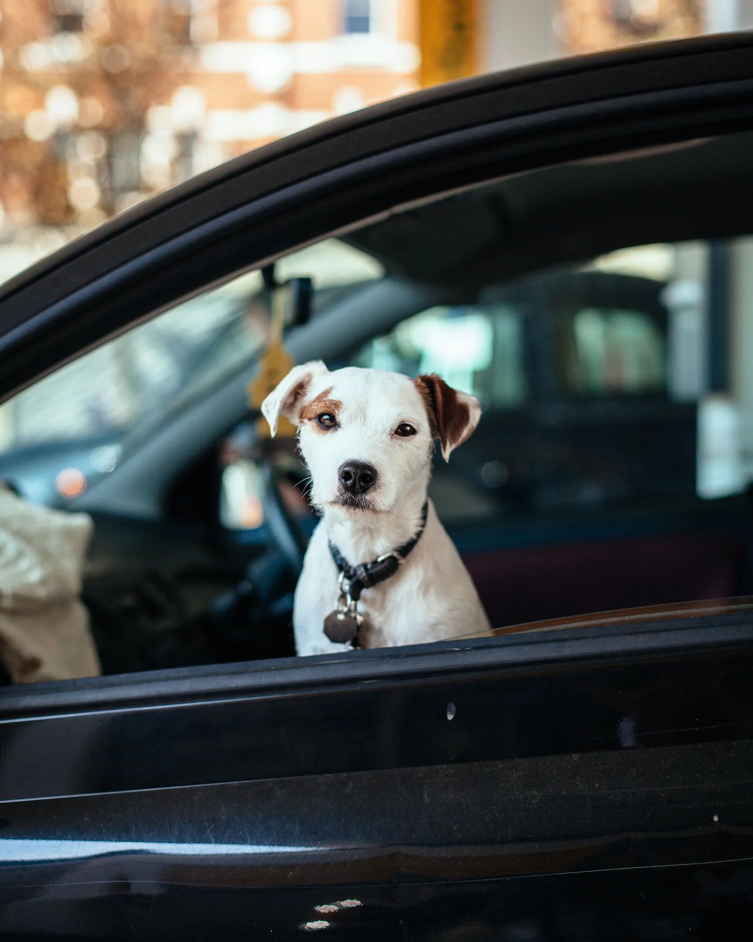 I cani percepiscono le nostre intenzioni? Risponde la scienza