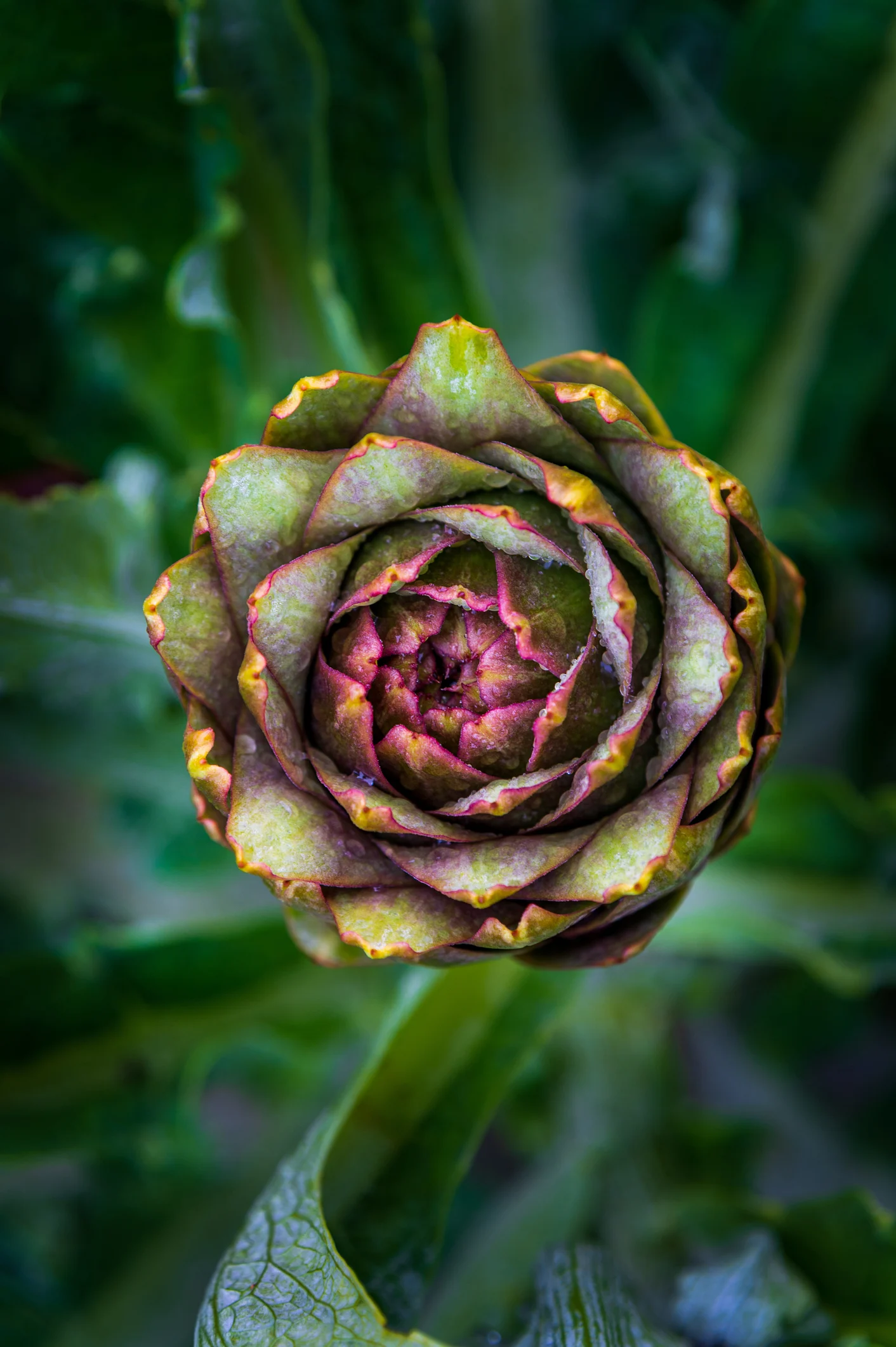 Qué es el plant-based y qué beneficios tiene para tu salud (mucho más que una tendencia)