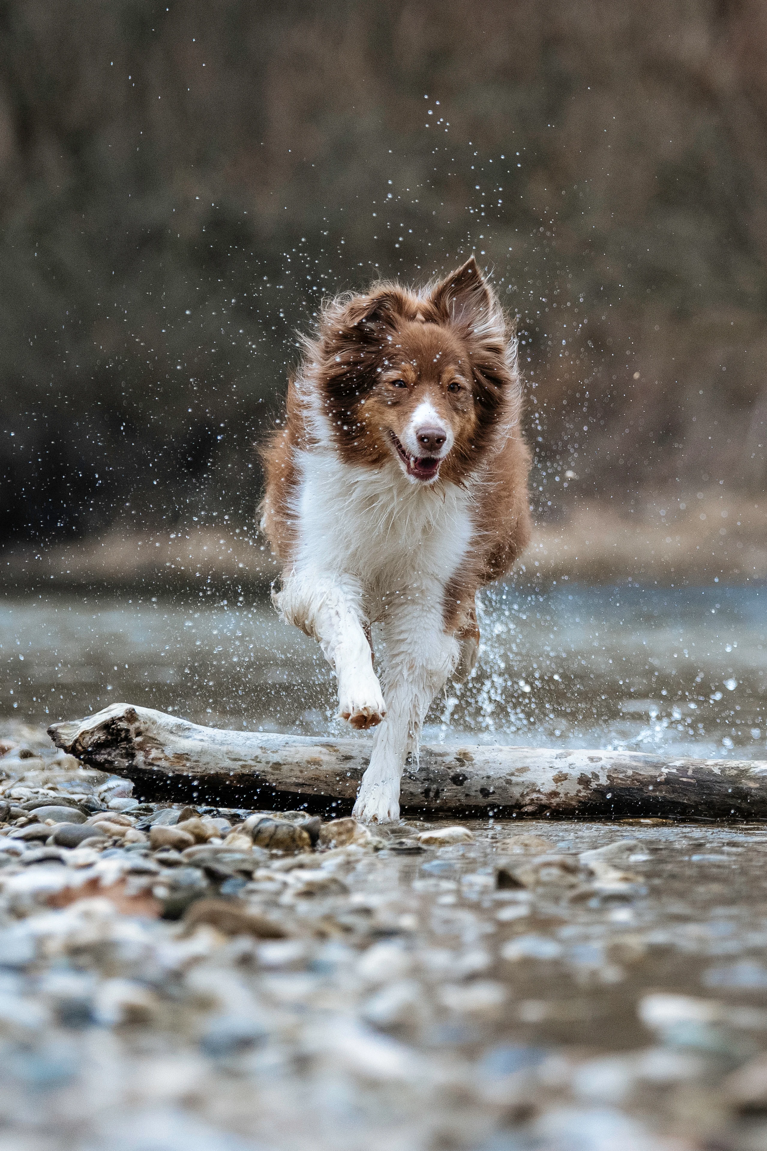 Sono perfetti per divertirsi in estate: tutti i giochi acquatici adatti a fido