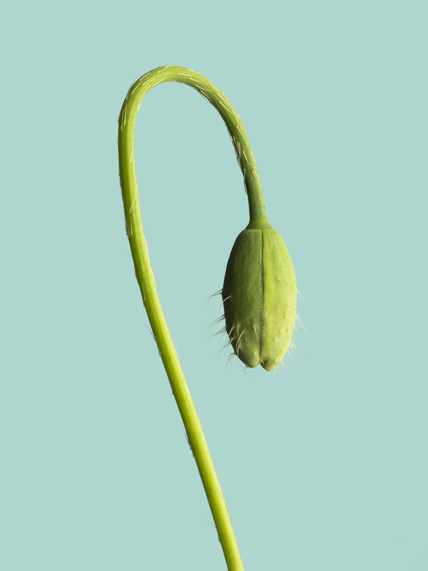 Why having plants in your home is an excellent idea | Health24