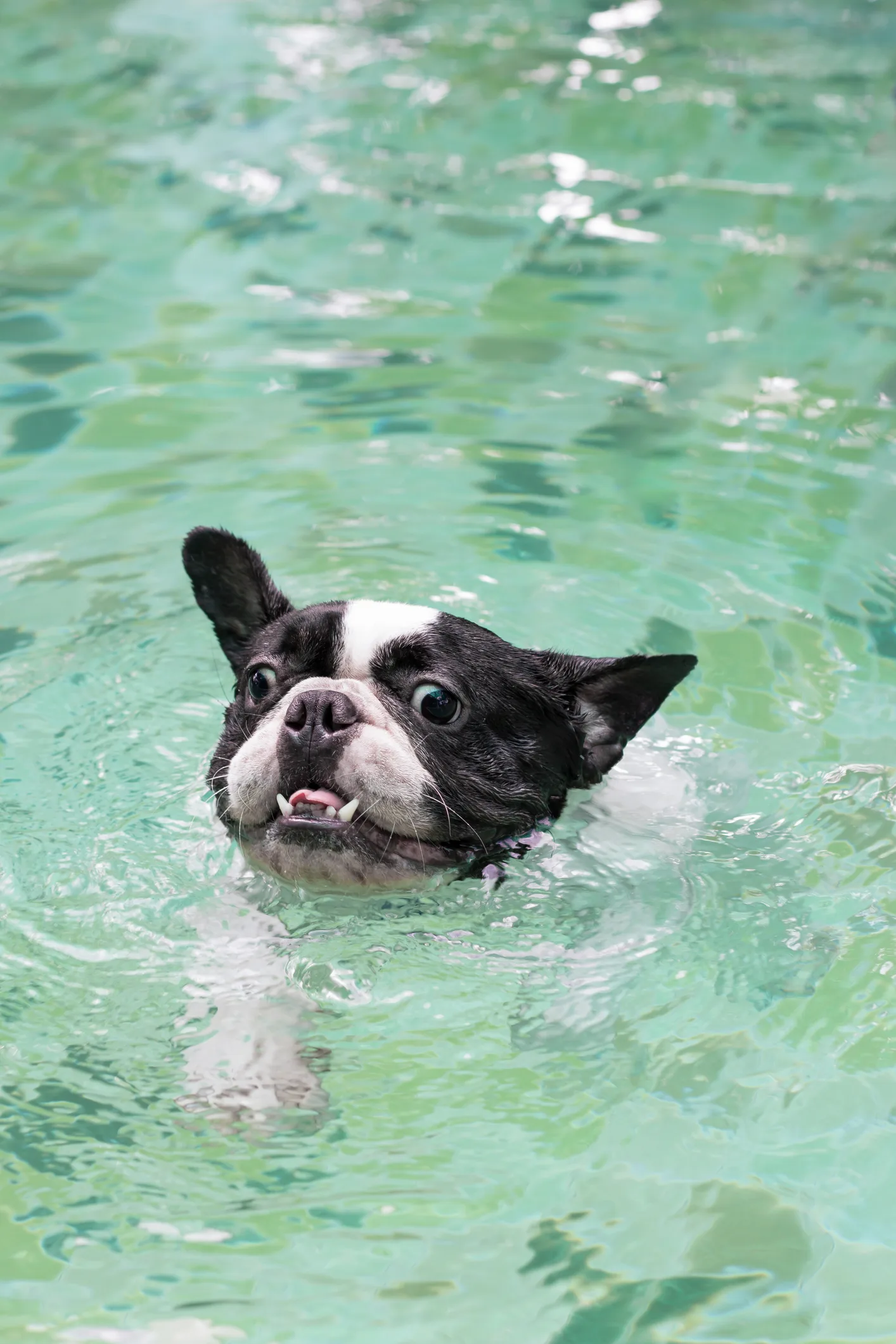 Sono perfetti per divertirsi in estate: tutti i giochi acquatici adatti a fido