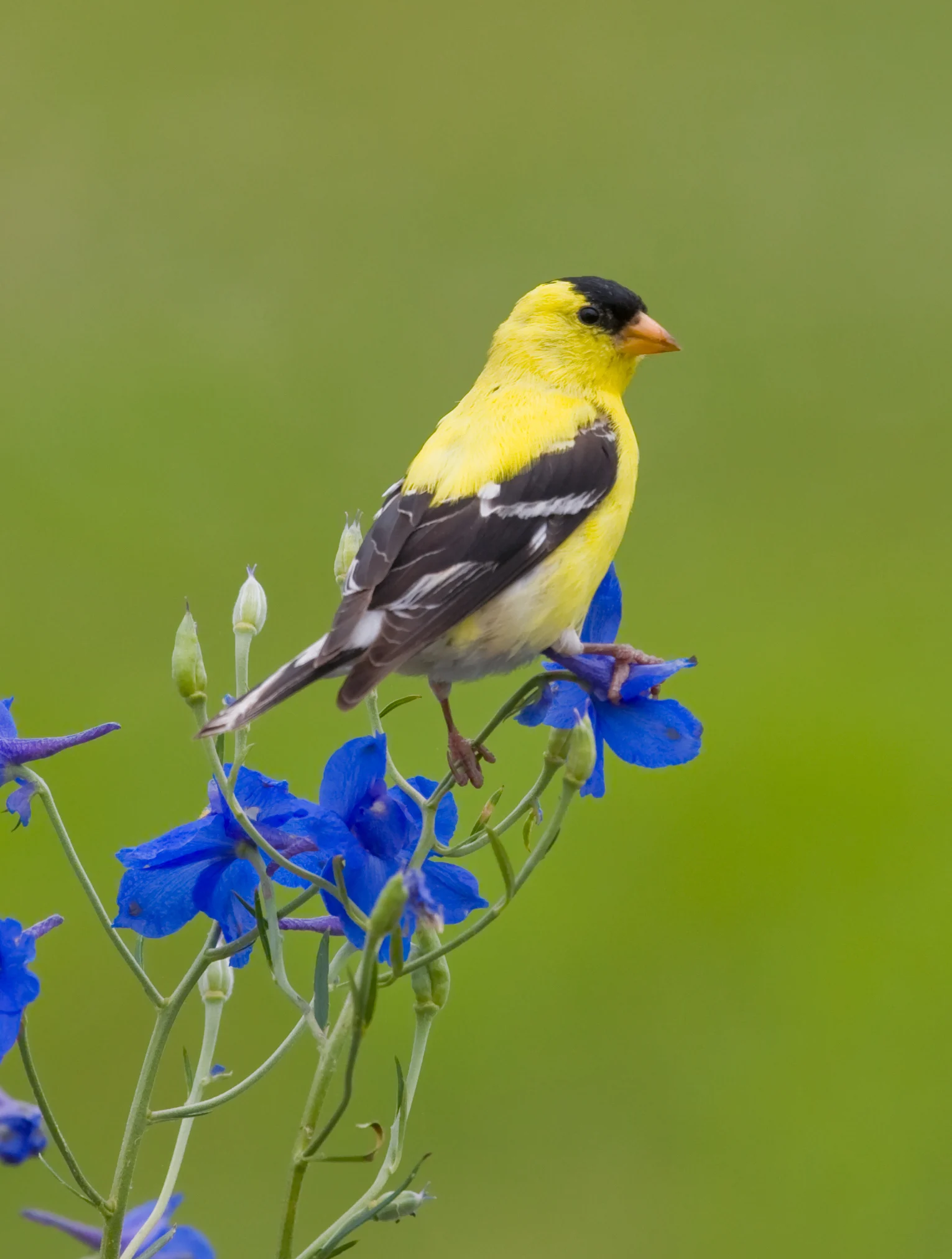 13 Beautiful Birds to Spot This Spring