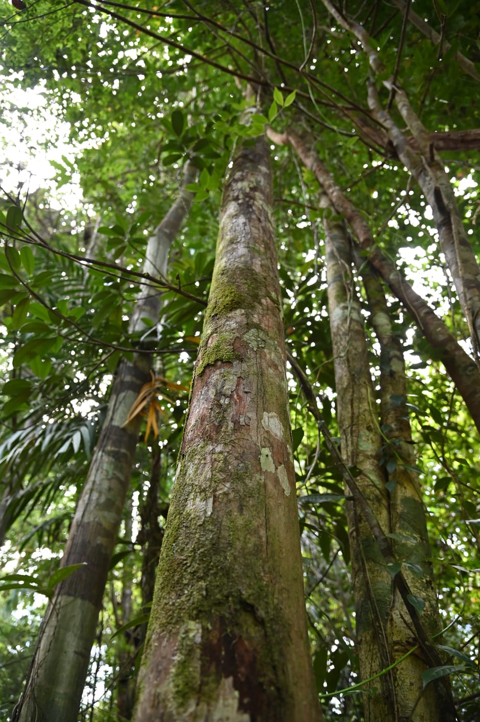 Hemos hallado bosques en Borneo que llevan cuatro millones de años existiendo sin inmutarse
