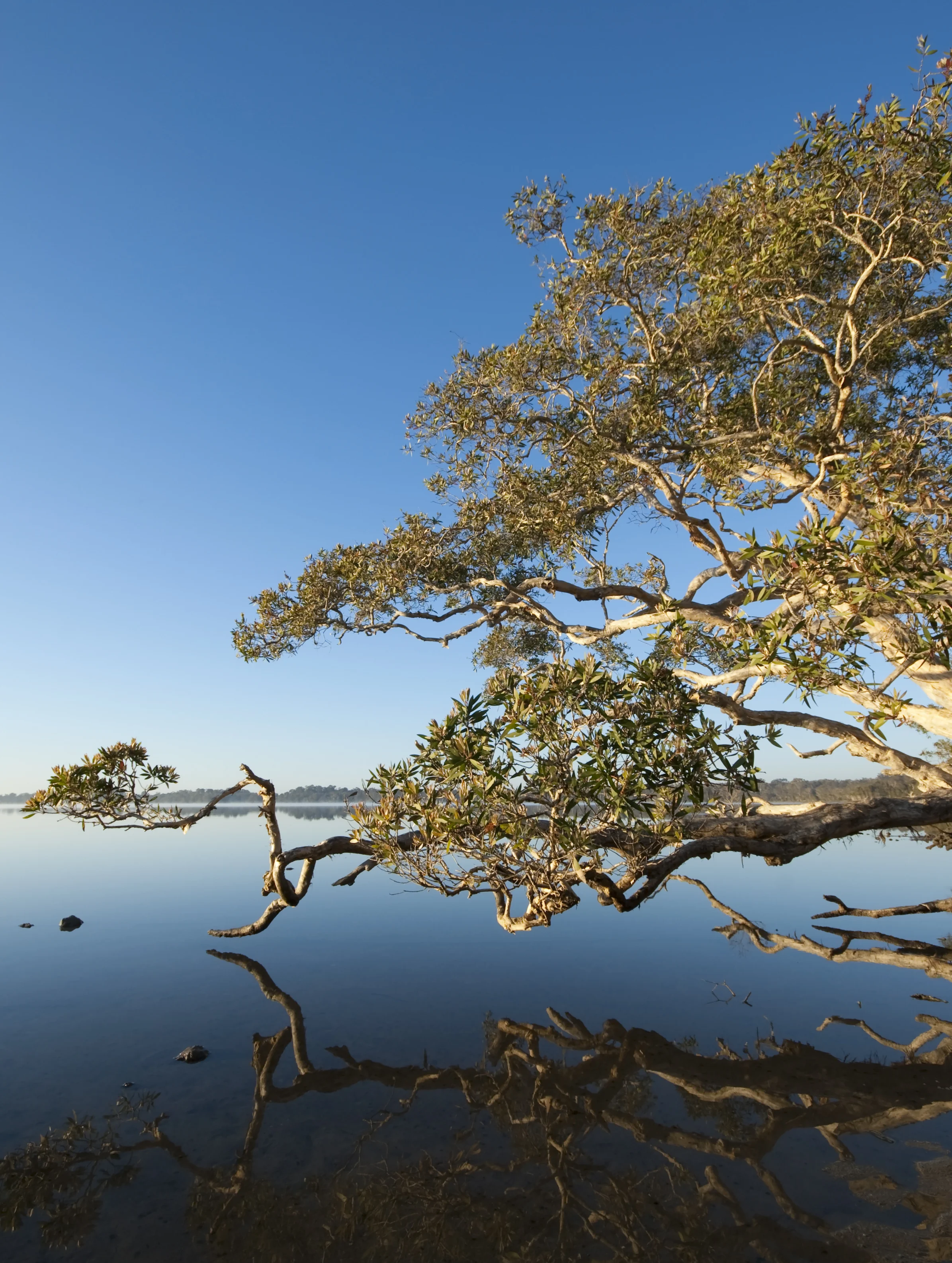 Catturato in Florida un pitone di oltre 5 metri con 122 uova nel corpo
