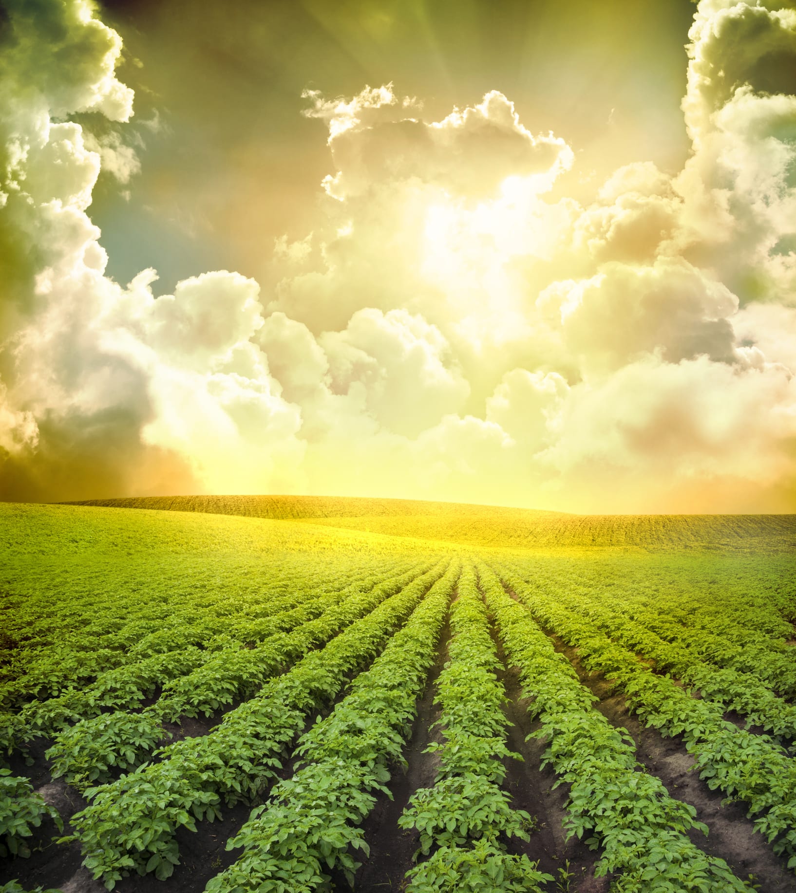 “อีสานเขียว