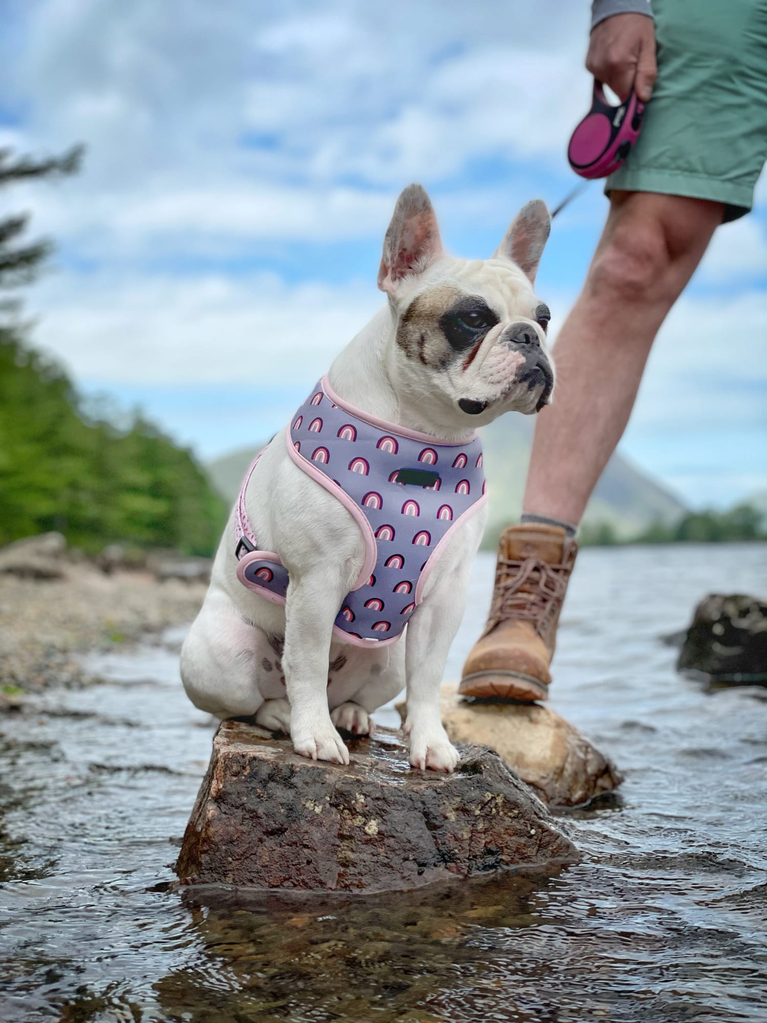 ¡Guaf guaf!: 10 razas de perros ideales para los niños