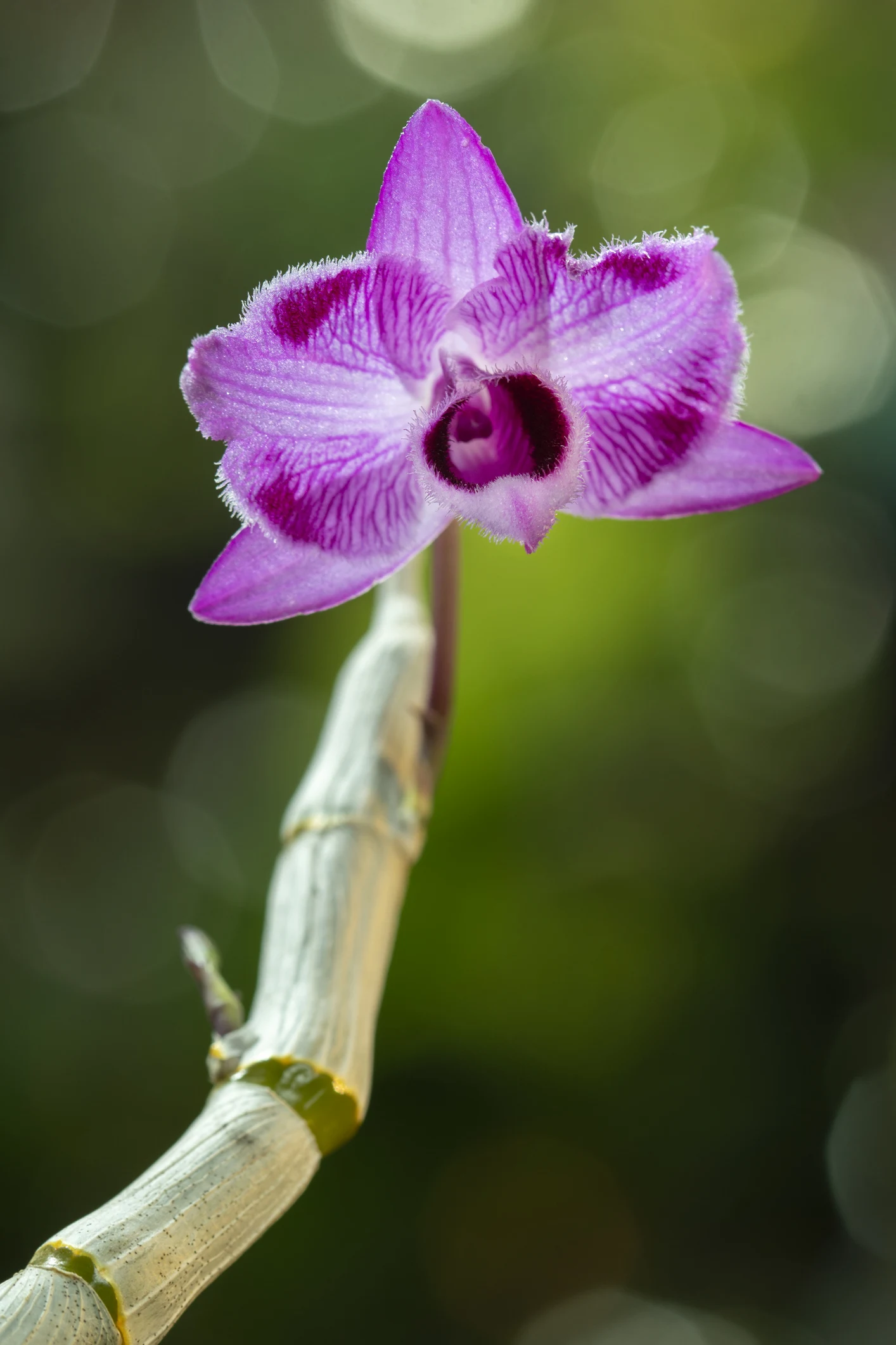 A rare orchid thought to be extinct in Vermont was rediscovered after 120 years