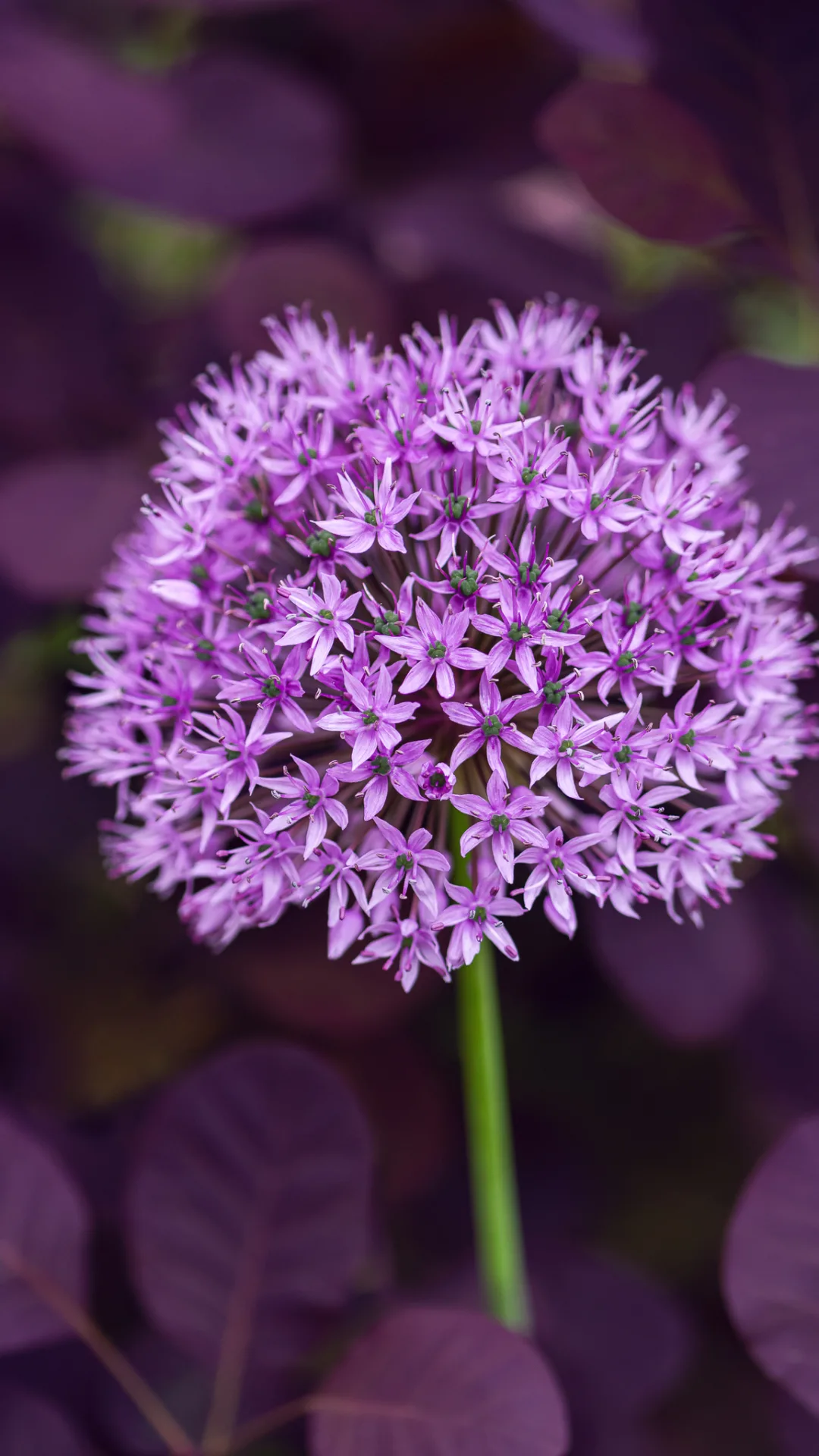 Edible gardening: A popular trend that continues to grow