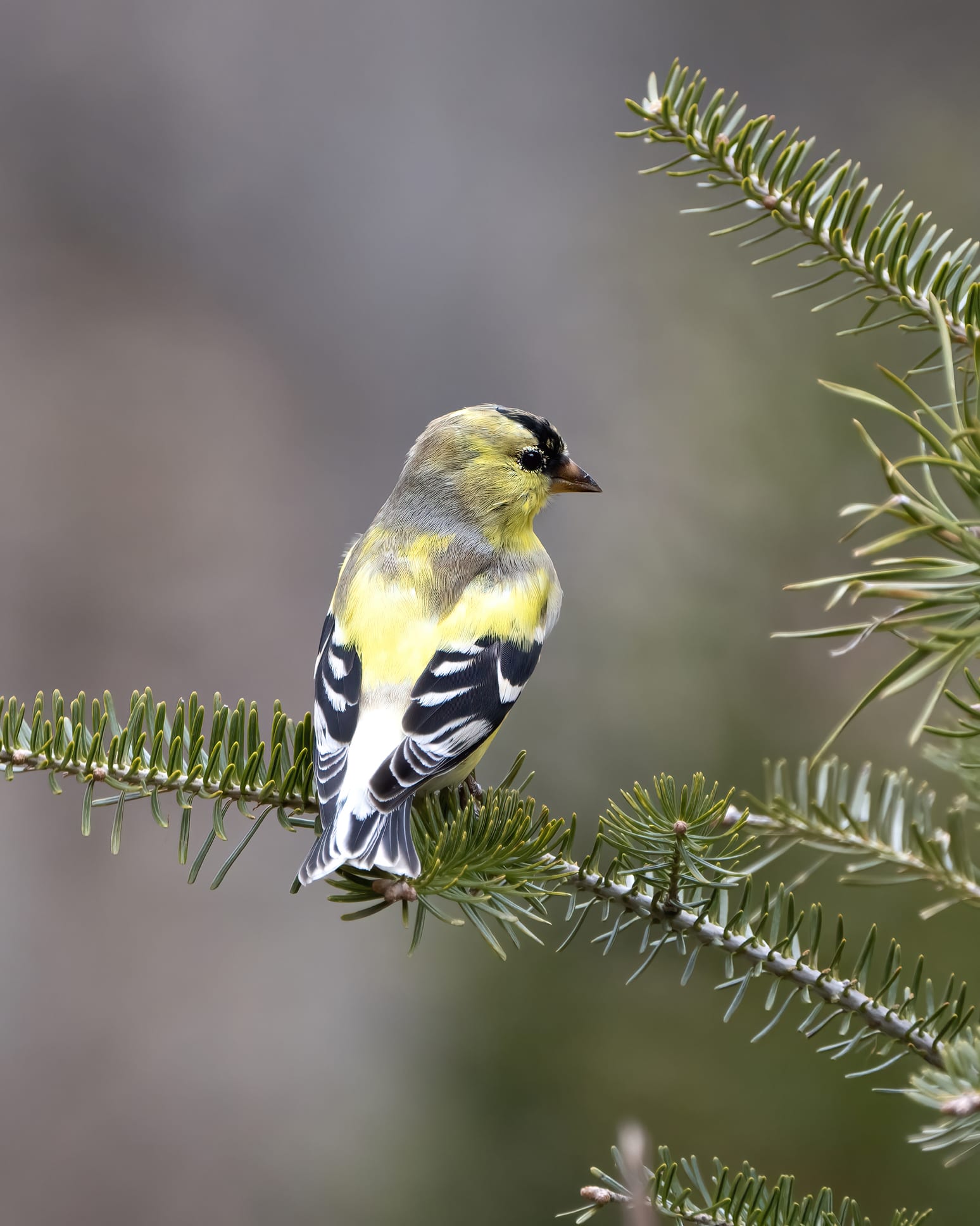 13 Beautiful Birds to Spot This Spring