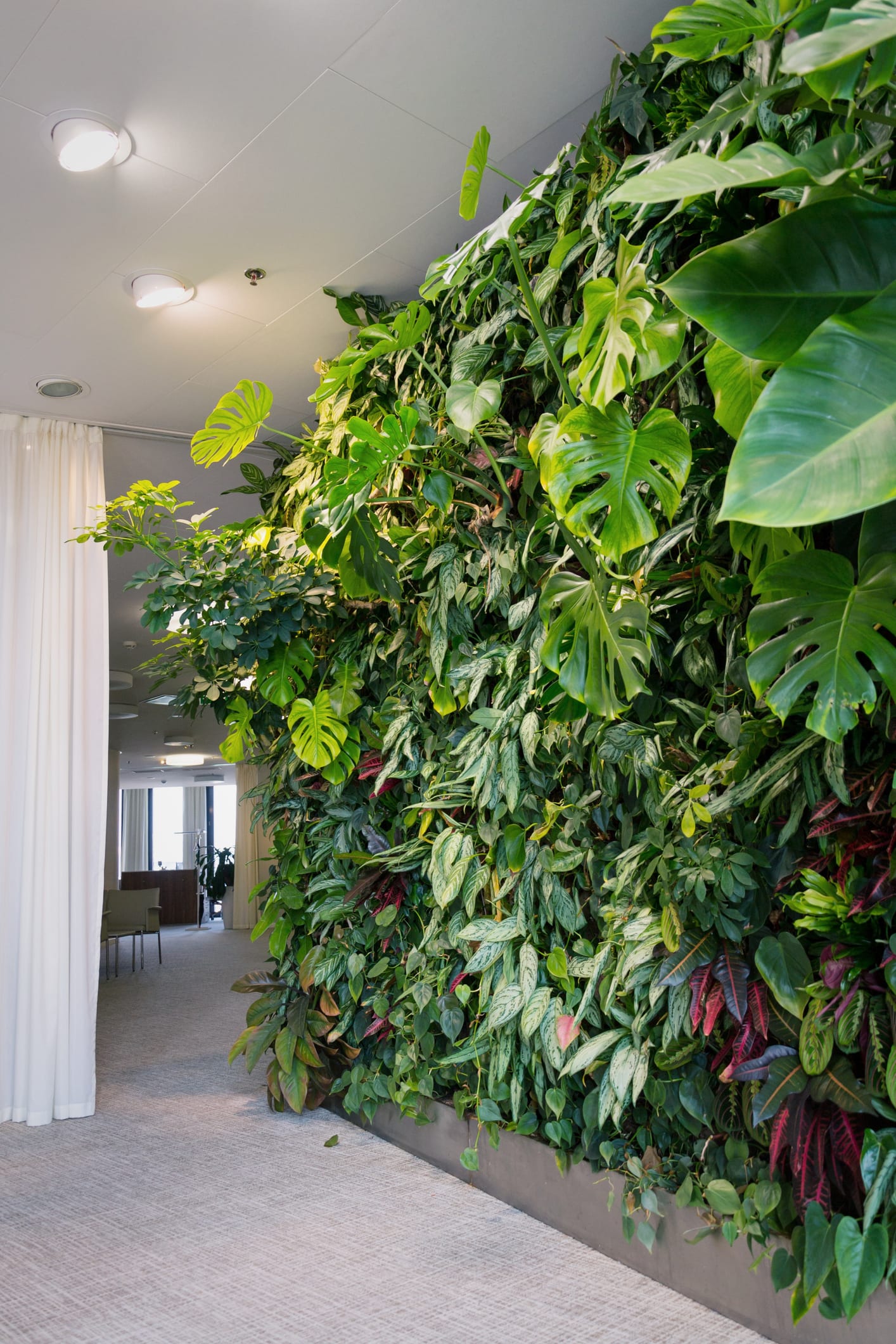 An expert's guide to vertical gardens