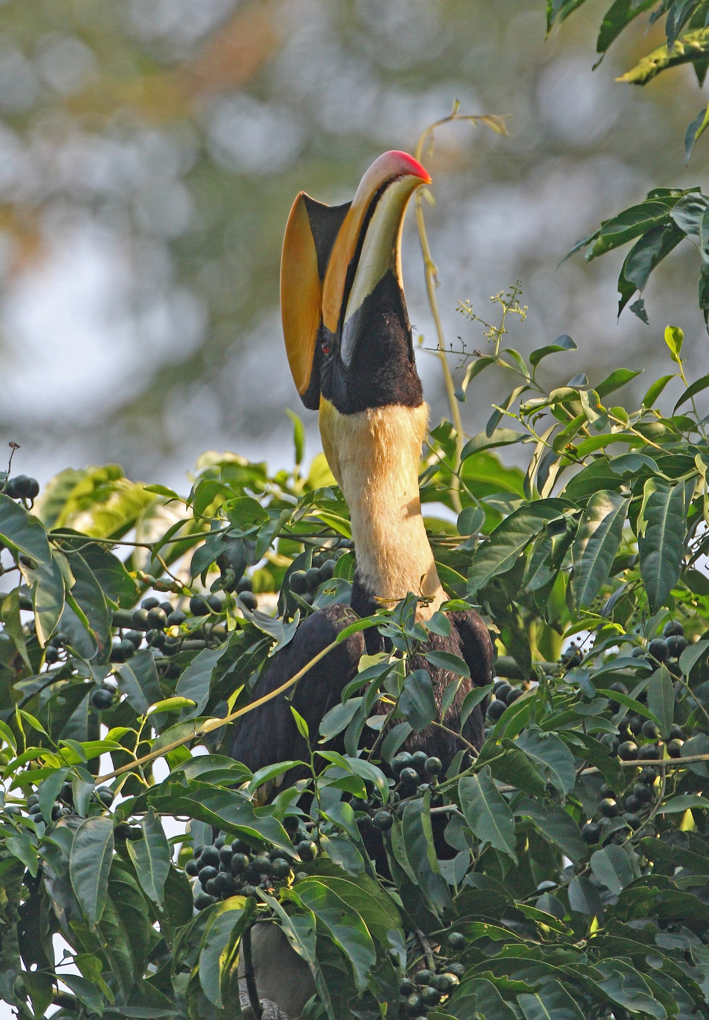 ชมคลิปพ่อบ้านนกเงือกกรามช้าง กับภาระอันยิ่งใหญ่