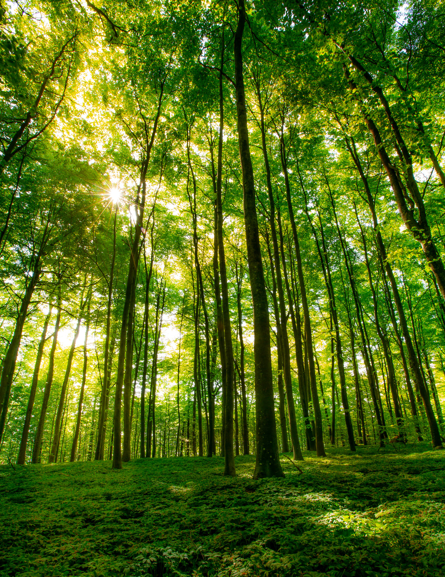 「ミンミンゼミは東日本、クマゼミは西日本でよく聞く」というけど、実際の分布は？　専門家に聞く