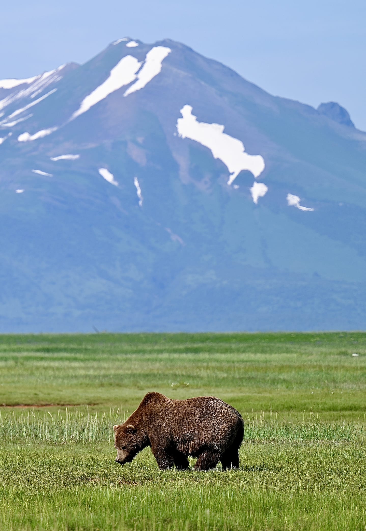 10 Things You Might Not Know About Grizzly Bears (But Should)