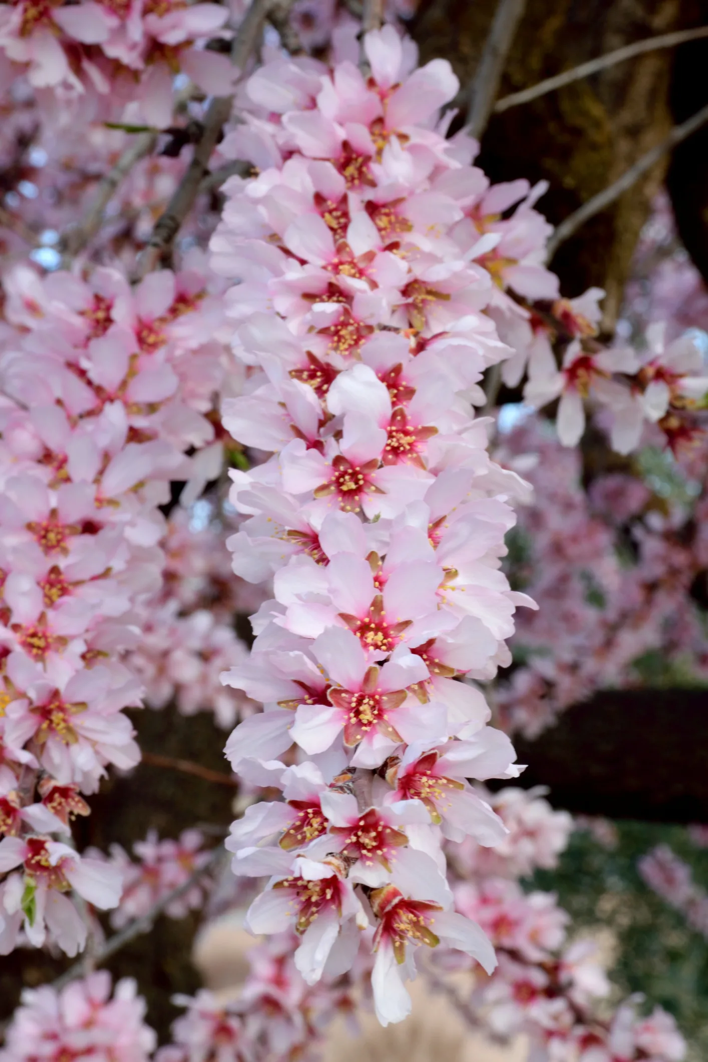 A história de uma fotografia entre a beleza das amendoeiras em flor