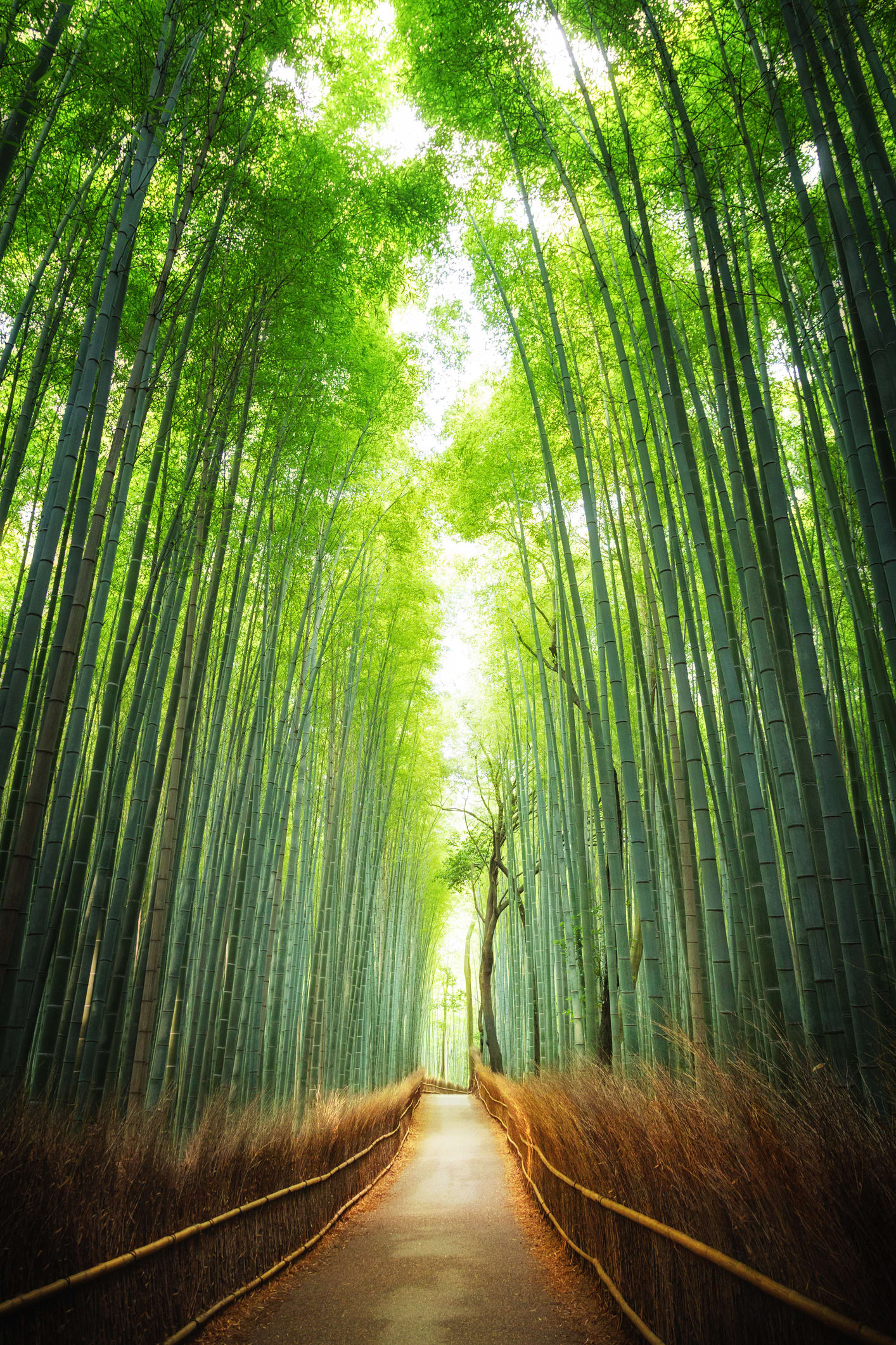 放置竹林がもたらす「竹害」知っていますか？　先進地が解決法をまとめた「竹取物語」とは