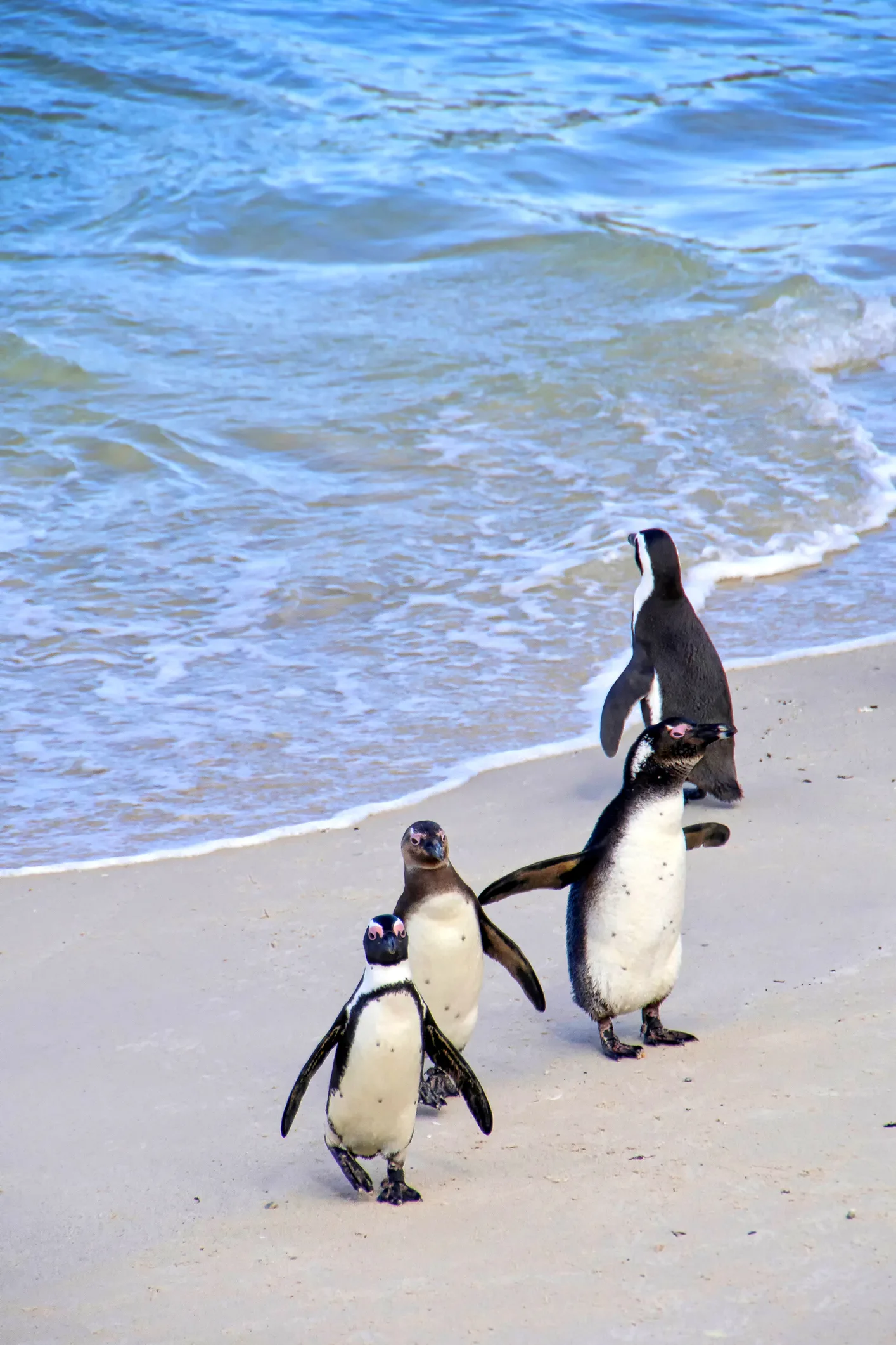 Pinguim gigante achado por crianças na Nova Zelândia é nova espécie