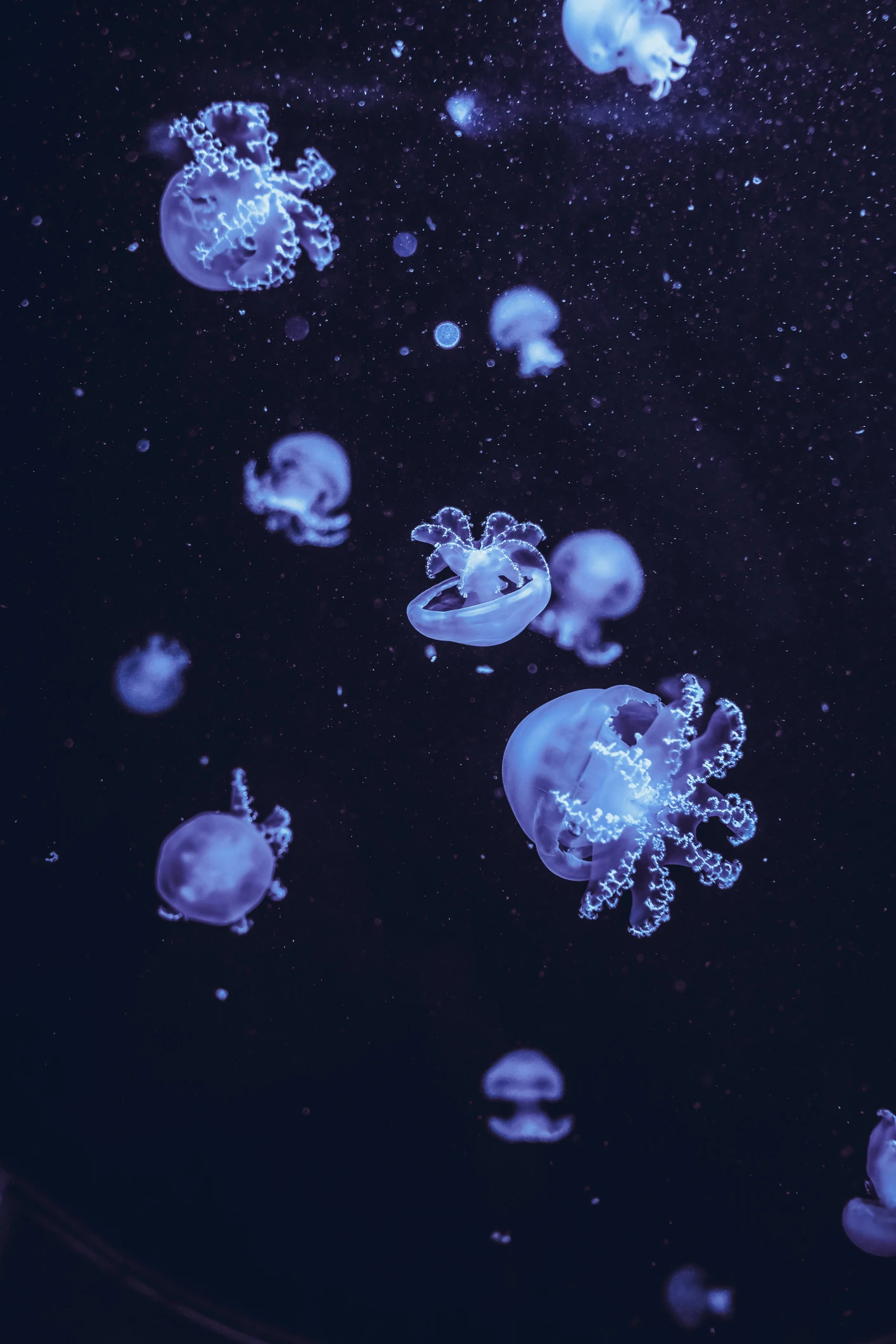 Cameras caught a 'space jellyfish' fly over Georgia. Here’s what it really was.